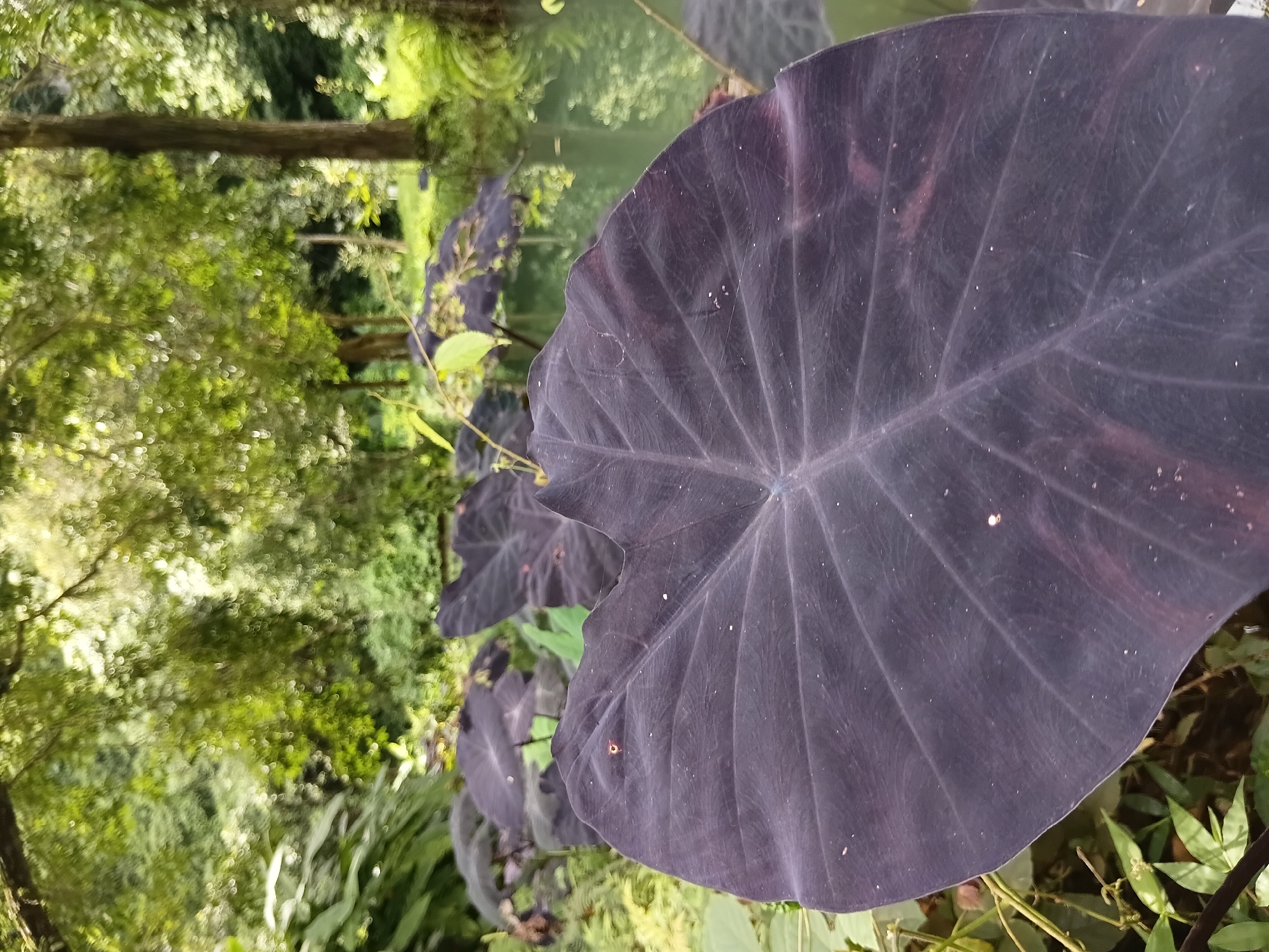 A close-up shot captures a large, dark purple elephant ear leaf in the foreground, its prominent veins clearly visible against a softly blurred background of lush green foliage and a tranquil body of water. The surrounding environment suggests a natural, perhaps cultivated, garden setting with trees and aquatic plants visible. The scene is likely located in Mae Sai District, Thailand, an area known for its tropical climate and abundant plant life.