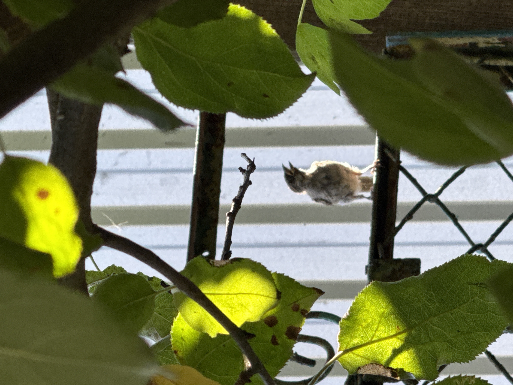 An adult bird is perched on a railing, with its mouth open. The bird is small and brown with gray speckles. The background is blurred and shows a white fence. The foreground is filled with green leaves, some of which are backlit and glowing yellow. The leaves are on branches that obscure parts of the scene.