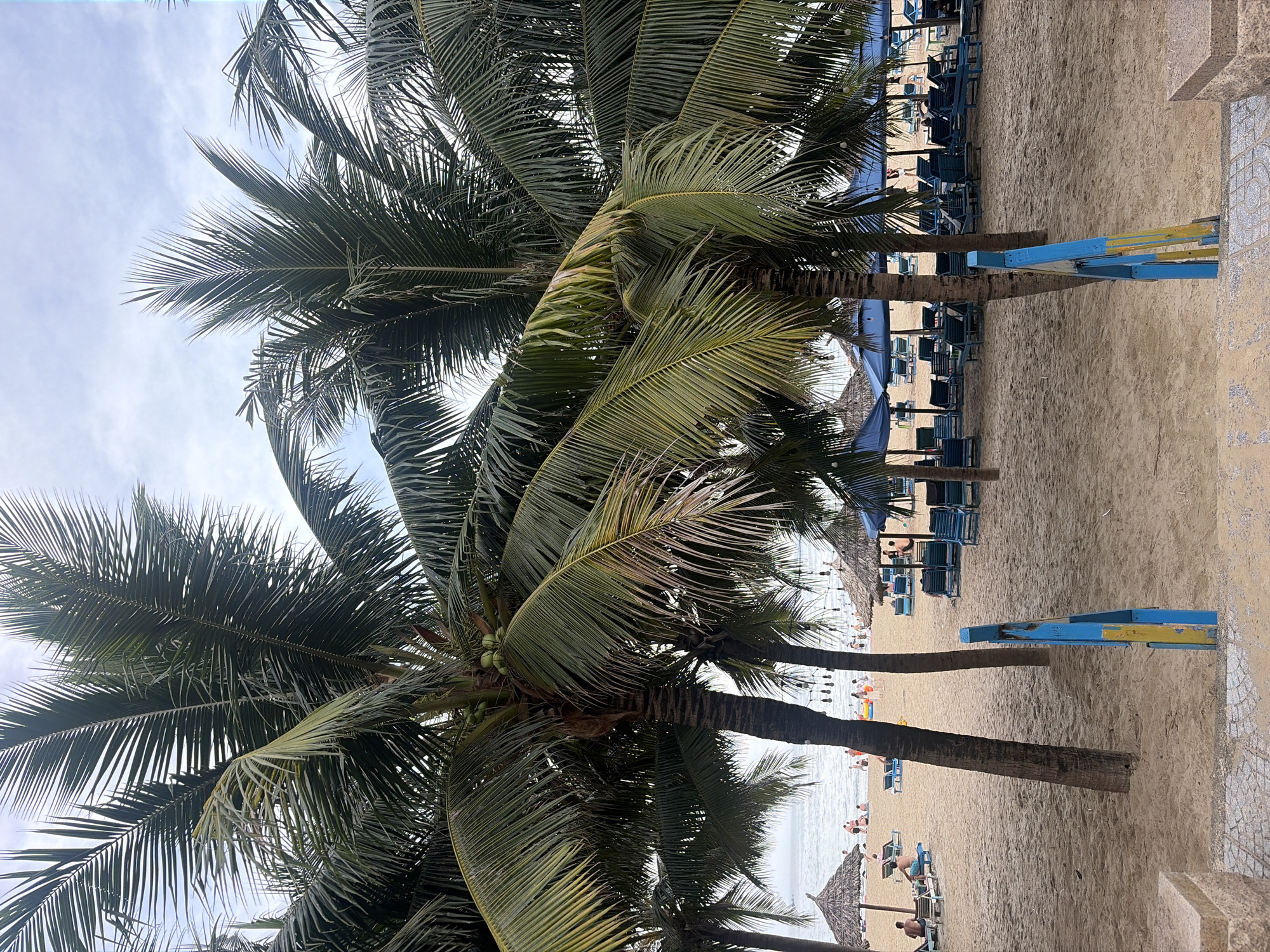 This image depicts a sandy beach in Da Nang, Vietnam, likely during daytime with an overcast sky. The foreground is dominated by large palm trees with their fronds obscuring much of the upper portion of the frame. In the midground, a stretch of sandy beach is populated with numerous lounge chairs and umbrellas, many of which are blue. Some thatch-roofed umbrellas are also visible. Several people are scattered across the beach, some sitting on chairs, others walking or standing. The ocean is visible in the background, with gentle waves. The overall atmosphere suggests a tropical resort or public beach area designed for relaxation and recreation. A small set of stairs or a pathway with blue and yellow painted railings leads down to the sand from the viewer's perspective.