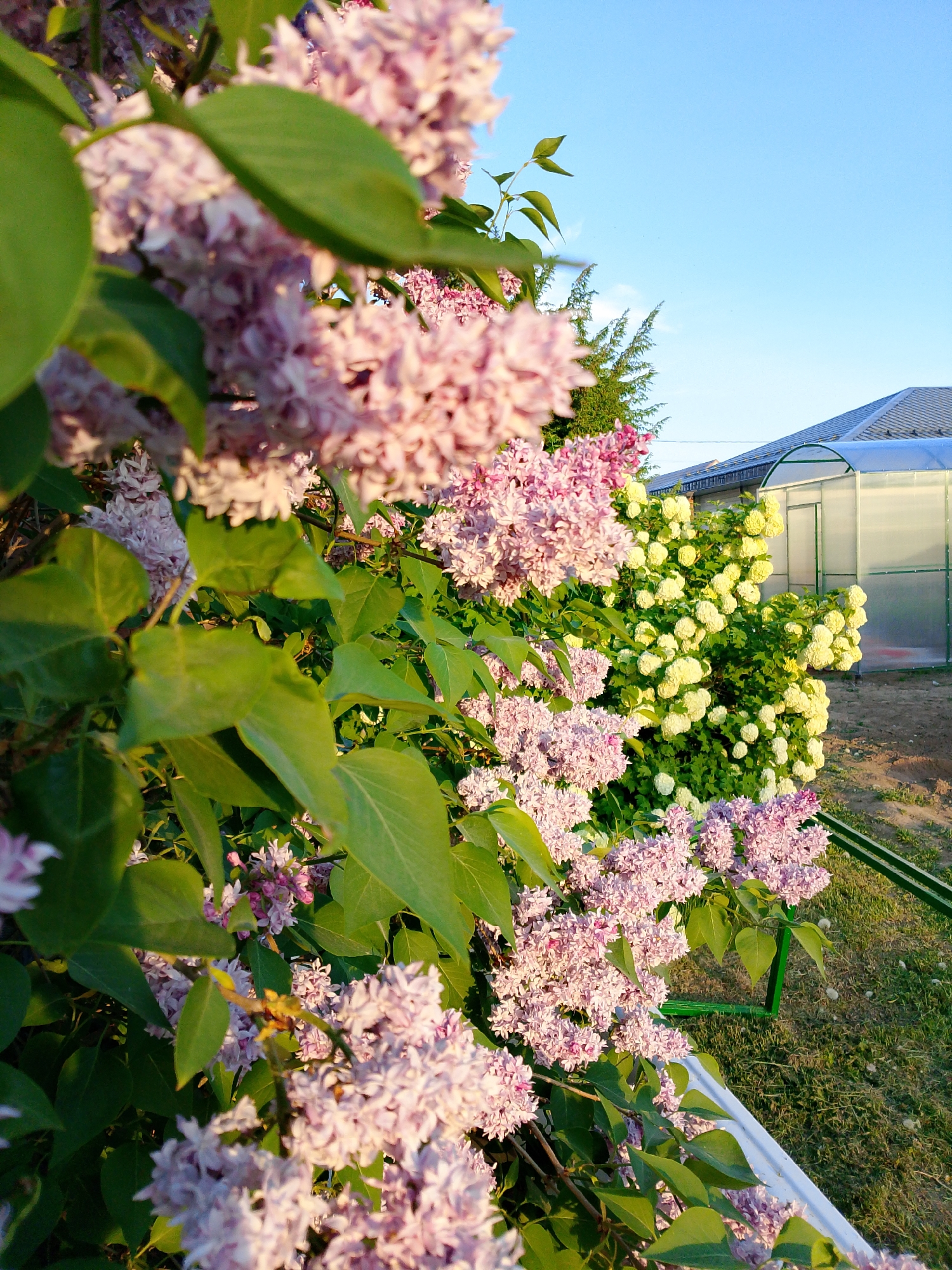 A close-up, medium shot captures a profusion of pink lilacs in full bloom. The lilac bush dominates the left and foreground of the image. Behind the lilacs, a large bush of white hydrangea flowers can be seen. A greenhouse stands in the background to the right, its plastic sheeting slightly translucent. The sky is a clear light blue in the upper right corner of the frame. The location of the photo is Прикамский, Russia.
