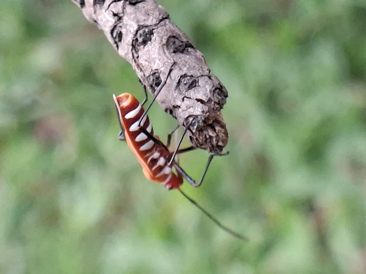A vibrant insect clings to a textured, rough tree branch in a close-up shot. The insect features a striking orange-red body adorned with distinct horizontal white or pale yellow stripes or bands across its abdomen. Its legs are slender and black, and long, thin antennae are visible extending from its head region. The insect is positioned upside down, gripping the underside of the gnarled, brown branch, which shows signs of cracks and rugged texture. The background is a soft, out-of-focus blur of green, suggesting lush foliage or grass, providing a natural outdoor setting. The lighting indicates it is daytime. The scene depicts a moment of an insect resting or moving within its natural habitat, consistent with an environment found in Lhokseumawe, Indonesia. There is no visible text or human presence.