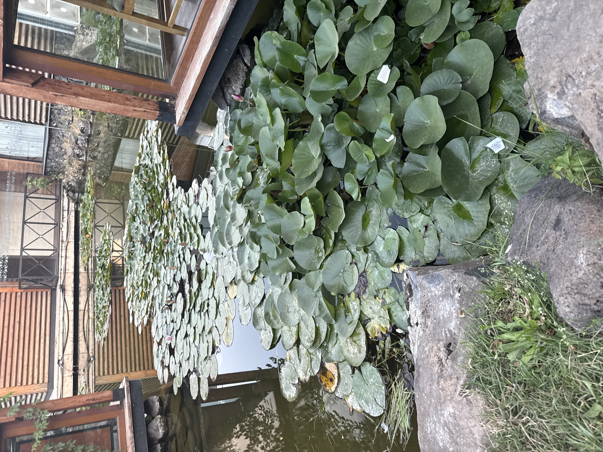 The image depicts a tranquil pond filled with lush green lily pads and a few pink lily buds. The pond is surrounded by natural elements, including large grey rocks and green grass. In the background, there are wooden structures, possibly part of a building or a resort, with visible windows and wooden siding, reflecting in the water. This scene appears to be an outdoor setting within a city, potentially a garden or a recreational area. The image does not contain any people or visible actions. The overall impression is one of natural beauty and peacefulness.