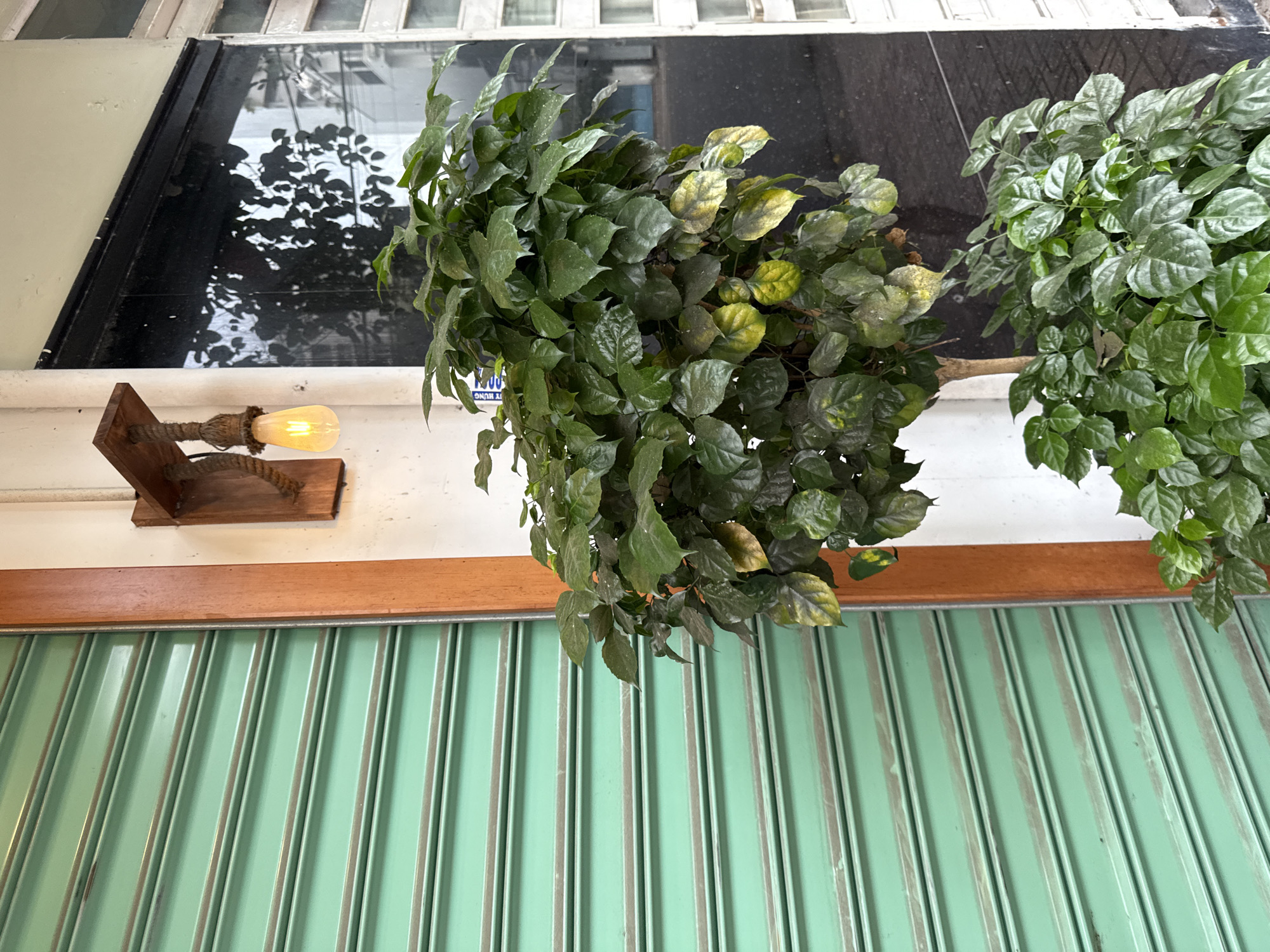 An exterior shot shows a storefront with a mint green, corrugated metal roll-up door on the left, next to a beige wall with a rustic wooden sconce holding a lit Edison bulb. A tall, bushy green plant with some yellowing leaves stands in front of the wall, partially obscuring a dark, reflective window on the right. Below the larger plant is a smaller, denser green plant. The scene is likely in Nha Trang, Vietnam, given the architecture and tropical vegetation.