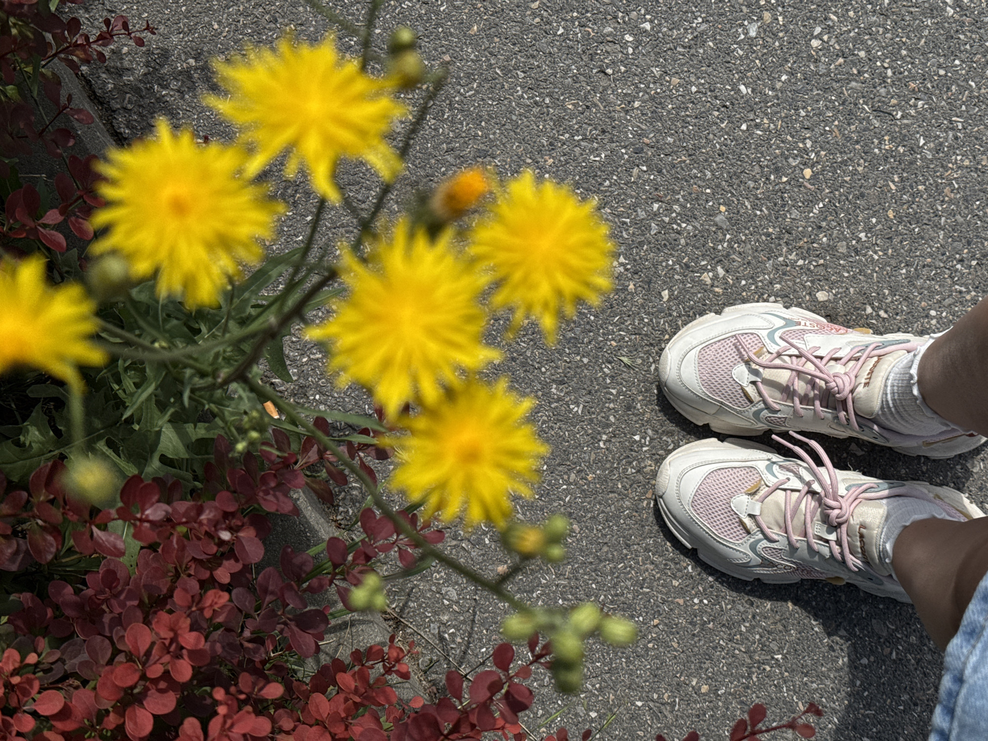 A high-angle, medium shot captures a person's feet, wearing white and pink athletic shoes with pink laces, standing on a grey asphalt surface. The person is wearing white socks and denim shorts. To the left of the feet, a shrub with numerous small, dark red leaves is visible, growing near the edge of the asphalt. In the upper portion of the image, several yellow flowers with thin petals are in focus, along with green foliage. The lighting suggests it is daytime, possibly with sunlight casting shadows. The background is a mix of plants and asphalt. The location is unspecified within the city of Unknown, Unknown.