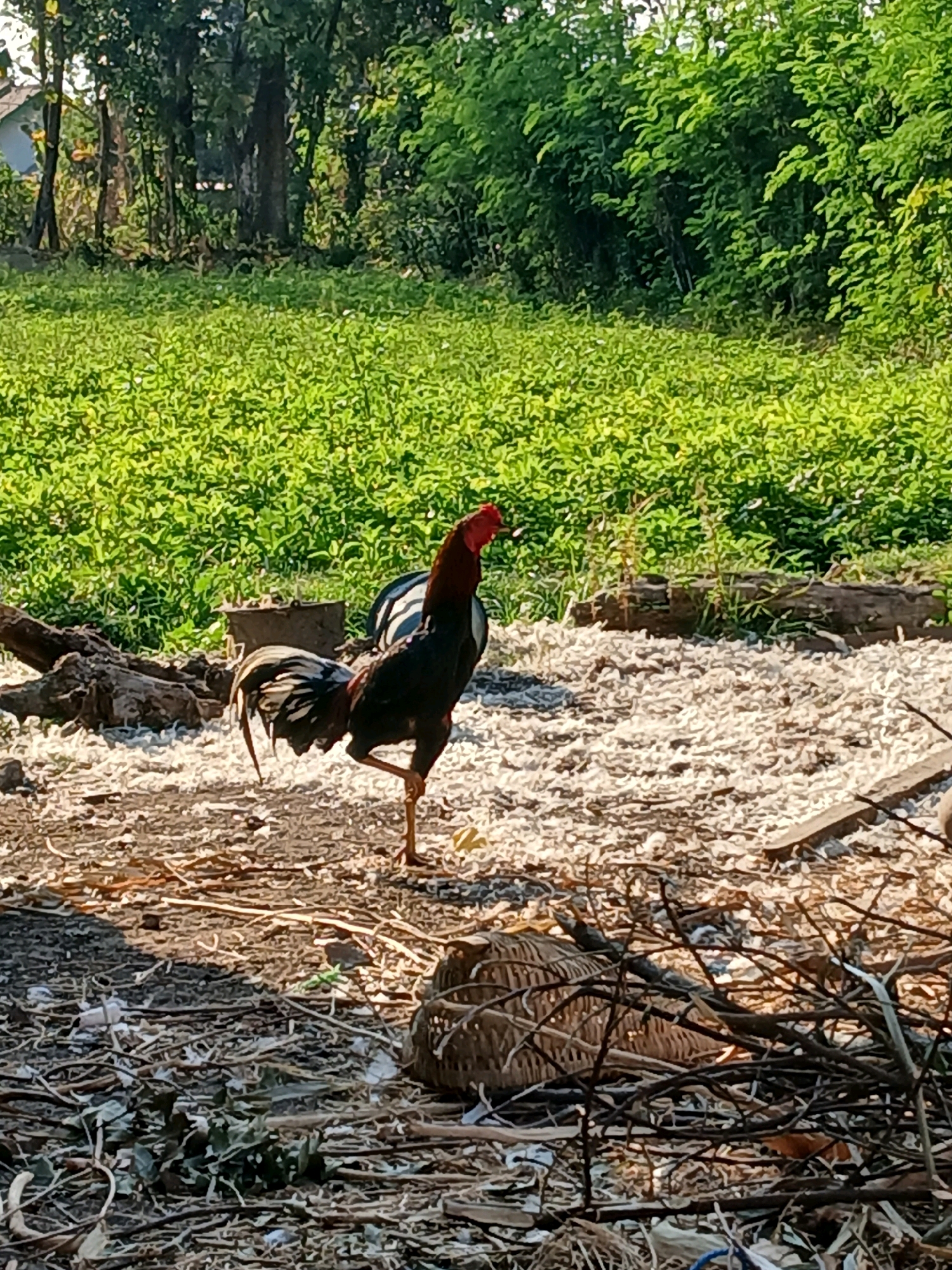 A rooster stands on one leg in an outdoor area. The rooster is primarily black and dark brown with iridescent blue and green feathers on its tail and wings, and a bright red comb and wattle. It is standing in a clearing with light-colored debris, possibly wood chips or feathers, scattered on the ground. To the left of the rooster, there is a fallen log. In the background, a dense area of lush green foliage suggests trees and vegetation. The scene appears to be in a rural or semi-rural setting. No people are visible in the image. The location is identified as Belotan, Indonesia.