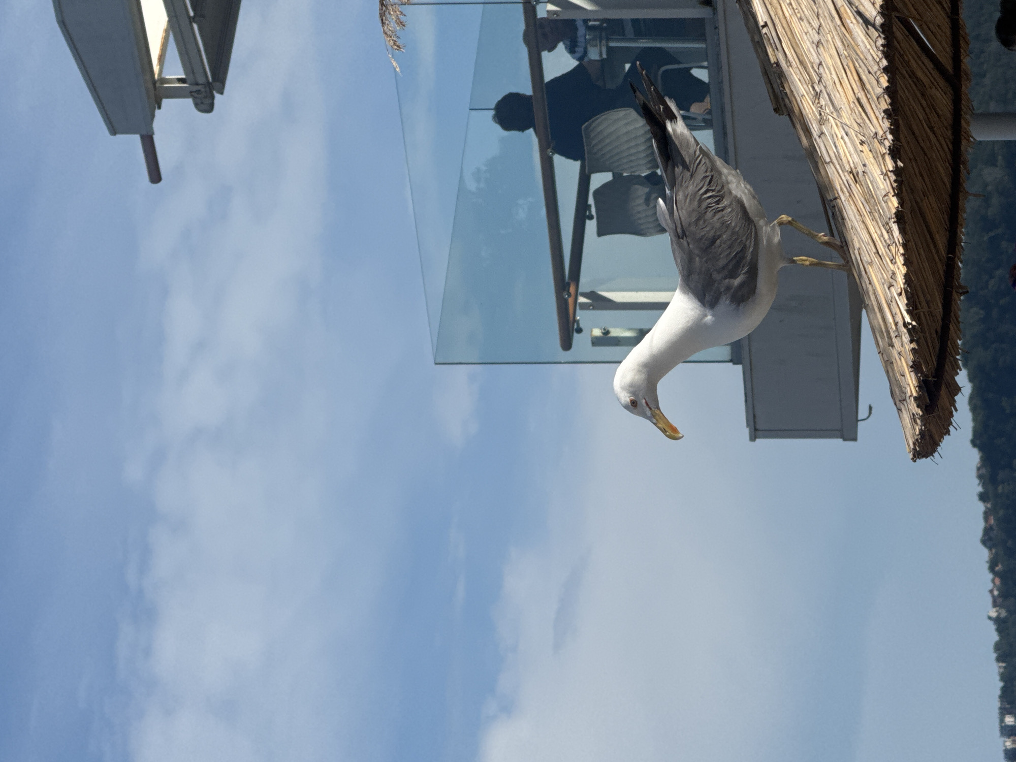 A seagull is perched on a thatched umbrella with a balcony in the background, where two individuals are seated at a table. The balcony has a glass railing and a wooden handrail. The sky is blue with scattered clouds. In the distance, a cityscape is visible. The image appears to be taken on a sunny day. This location is likely in Varna, Bulgaria, given the presence of seagulls and coastal elements.