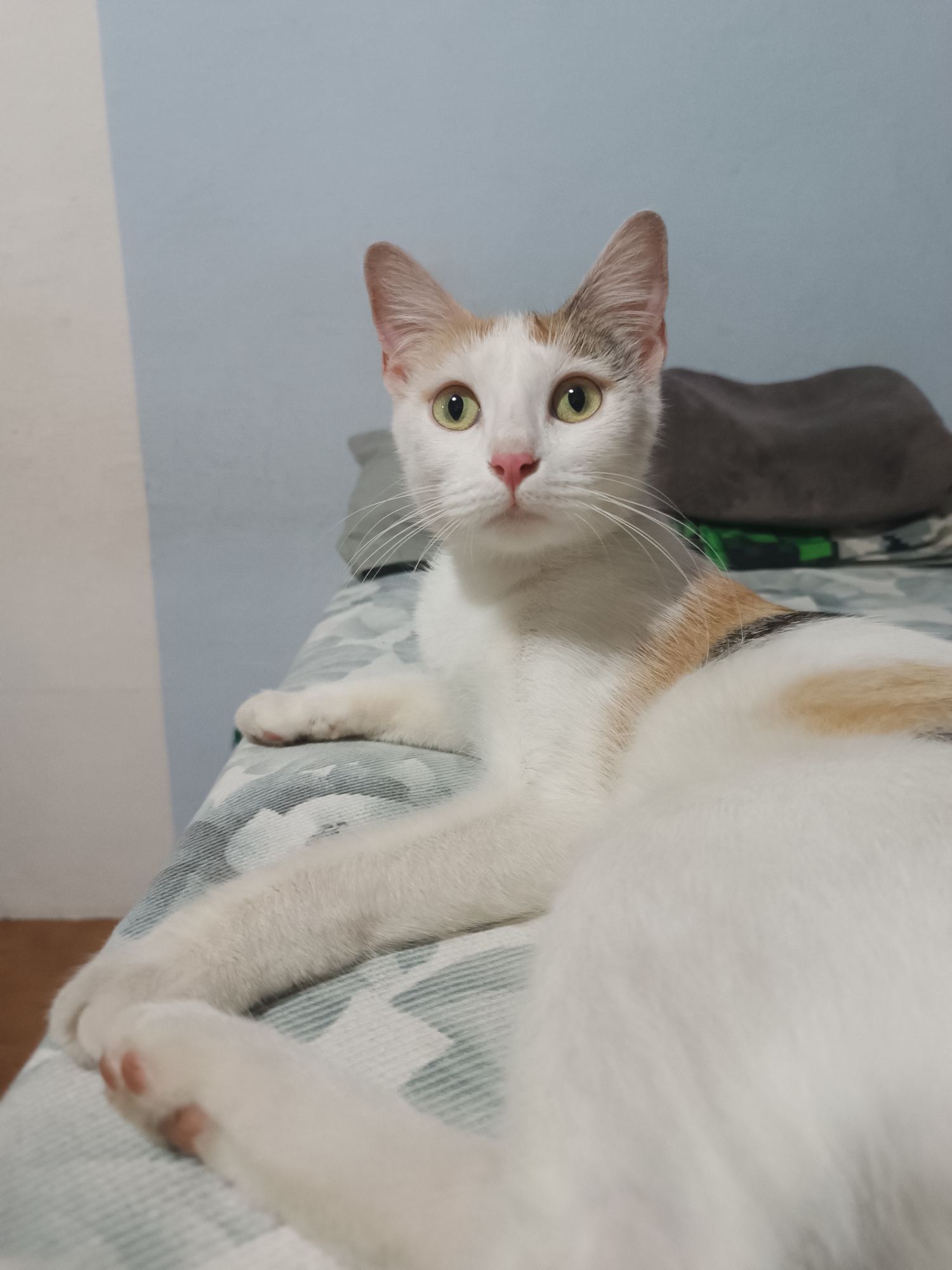 A calico cat with white, orange, and black markings is lying on a bed with a patterned blue and white comforter. The cat has large, green eyes and a pink nose. Its paws are extended in front of it. The background shows a light blue and off-white wall and a dark gray cushion. The scene is indoors.