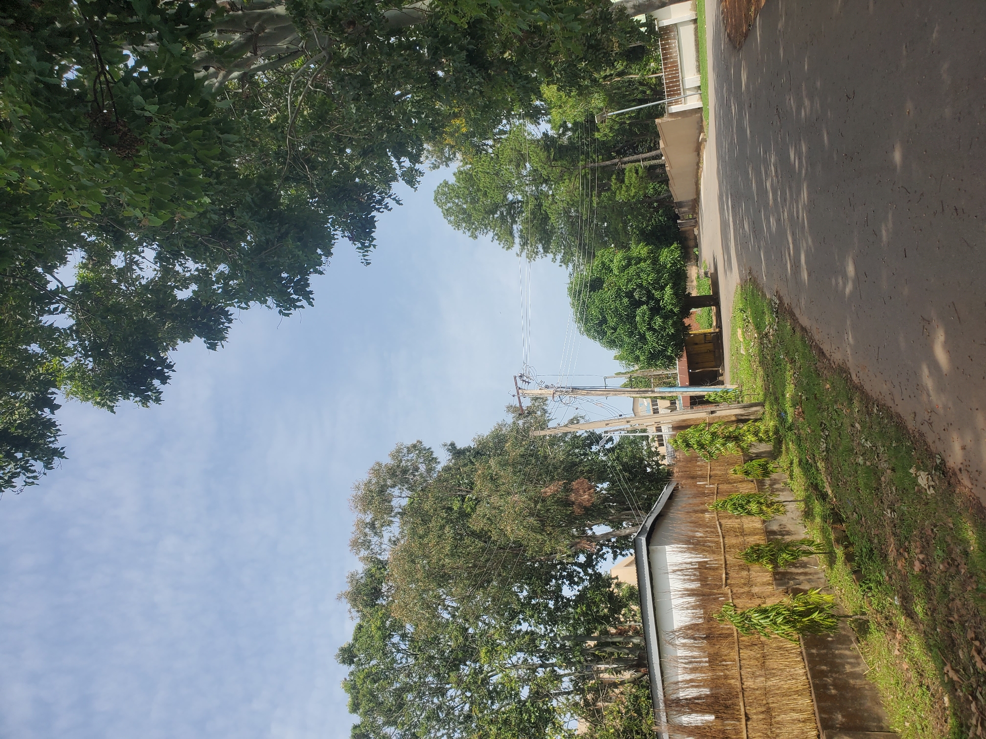 The image depicts a straight, asphalt road cutting through a vegetated area, likely within a residential or suburban part of Jos, Nigeria. The road is partially shaded by trees. On the left side of the road, there is a white building with a grey roof, bordered by a textured fence made of reeds. Several young, leafy trees are planted in a row along the edge of the road in front of this fence. Further down the road, more trees and a few buildings are visible in the background. The sky is a pale blue with scattered wispy clouds. A utility pole with wires is also present on the left side of the road. The overall impression is one of a peaceful, sunlit day in a green environment.