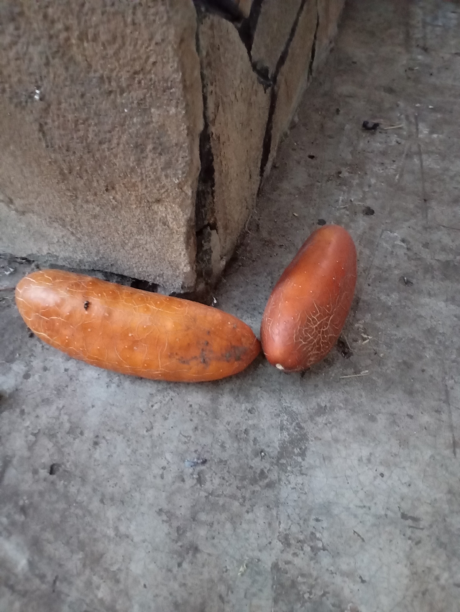 Two overripe cucumbers lie on a concrete surface near a stone structure. The cucumber on the left is elongated with visible cracked skin and a small black insect on its surface. The cucumber on the right is shorter and more ovular, also displaying cracked skin. The background consists of rough, light-colored stones forming a wall or building. The concrete surface is mottled and shows signs of wear and dirt. The scene appears to be outdoors in an urban setting, potentially in Horishni Plavni, Ukraine.