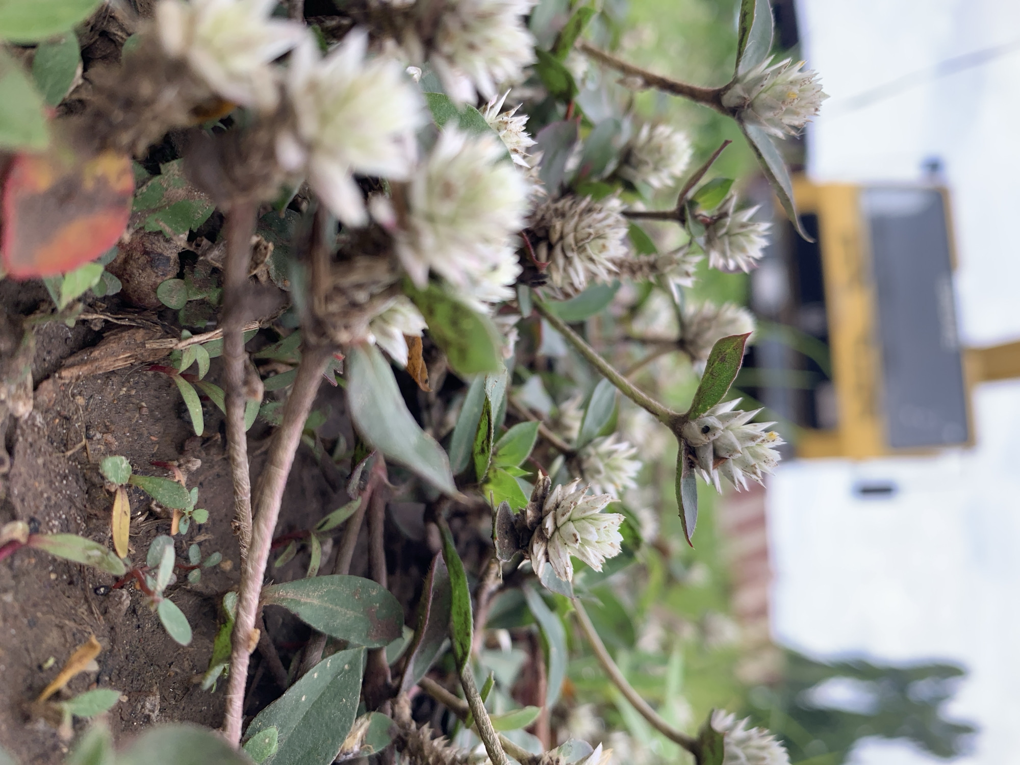 A low-angle, shallow-depth-of-field photograph captures a dense cluster of small white flowers and associated foliage at ground level in Rafin Par, Nigeria. The flowers, appearing spiky or conical with pale white florets, are in sharp focus and distributed across the midground. They emerge from thin, reddish-brown stems with small, ovate green leaves, some exhibiting reddish undersides or margins. The immediate foreground consists of dark brown soil, scattered with small green seedlings with reddish stems, and a network of intertwining roots and plant structures. A blurred, orange-red leaf fragment is visible in the lower center. The background is significantly out of focus, revealing a large, blurred yellow object, possibly a vehicle or machinery, positioned to the left. A dark rectangular feature is visible on the yellow object. To the right of the yellow object and extending across the upper background are indistinct green masses, indicating distant foliage or trees, beneath a diffused light-colored sky. No human figures or discernible actions are present.