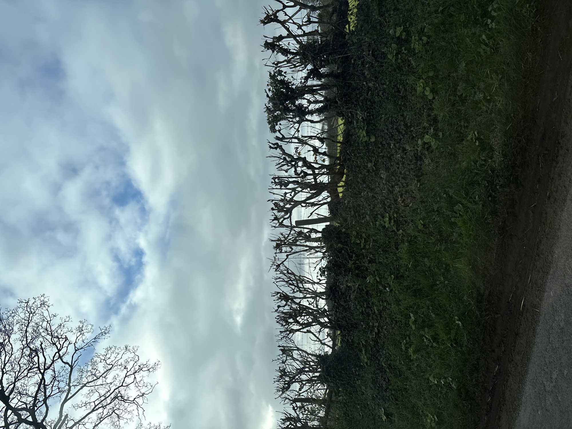 The image shows a scene in Ruyton-XI-Towns, United Kingdom. A long hedgerow with closely cropped trees runs across the frame from right to left. The trees are mostly bare of leaves, revealing a network of branches. The hedgerow is dense with green foliage below the tree line. Beyond the hedgerow, a fence is visible. The sky is overcast with a mix of grey clouds and patches of blue. In the lower left corner, there is another bare tree with branches reaching into the sky. To the right of the hedgerow is a gravel path.