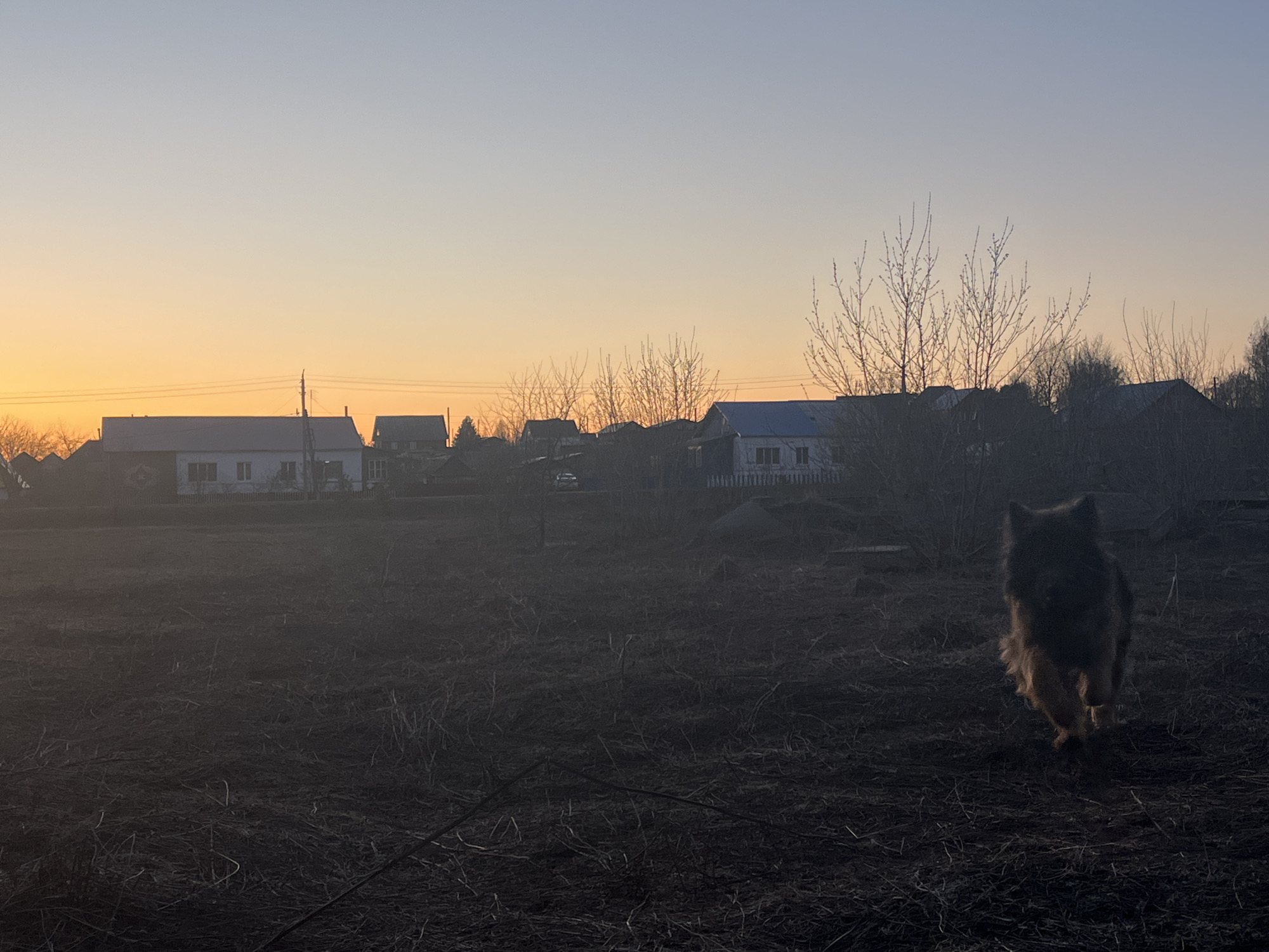 The image depicts a landscape in Павловка, Russia at dawn or dusk. A dog stands in the foreground on dark, barren ground covered with sparse vegetation. Behind the dog are bare bushes and trees. In the background, there are houses with different roof colors visible against the horizon. The sky is a gradient of orange and blue, indicating either sunrise or sunset. A power line runs horizontally across the sky near the horizon line.