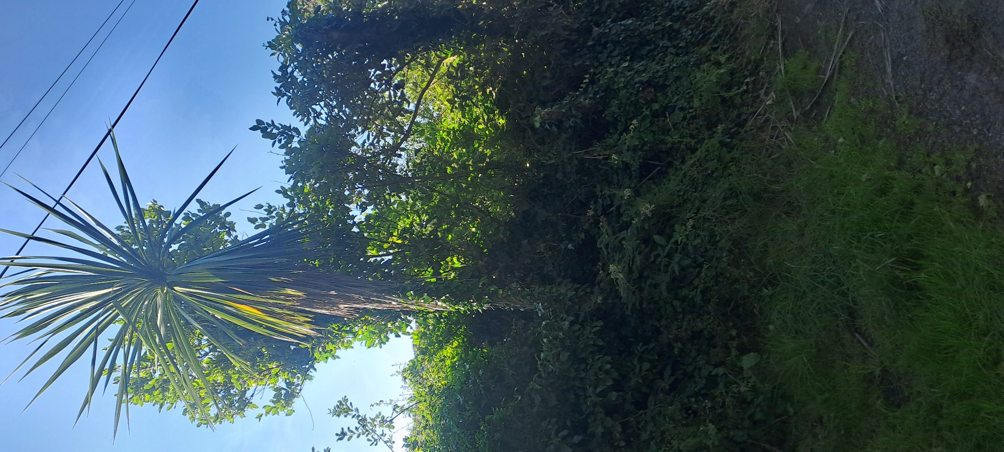 In this vertical, full-frame, outdoor shot, a large yucca plant with spiky leaves dominates the upper half of the image against a clear blue sky. The plant's trunk is visible, draped with dry, brown leaves and vines, suggesting it's aged or possibly neglected. Behind the yucca, a dense canopy of green foliage from various trees and bushes fills the middle ground, creating a wall of vegetation. The lower third of the image shows a patch of green grass on the left and a rough, gravelly path on the right. Two dark power lines stretch diagonally across the upper right portion of the frame, cutting through the sky. The scene appears to be an uncultivated area, possibly a roadside verge or an overgrown garden, in an unspecified location in Ireland. The lighting suggests a bright, sunny day. There are no people or animals present.
