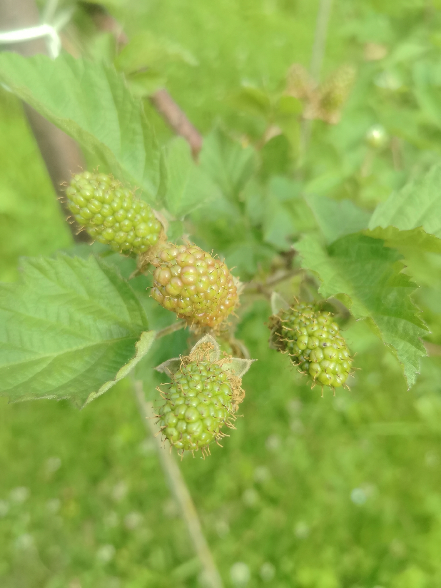 In Kashino, Russia, a close-up shot focuses on a cluster of green, unripe blackberries growing on a plant. The berries are small and bumpy, with visible hairs or spines. They are surrounded by lush green leaves. The background is a blur of green, suggesting a garden or natural setting. The lighting is soft and natural.