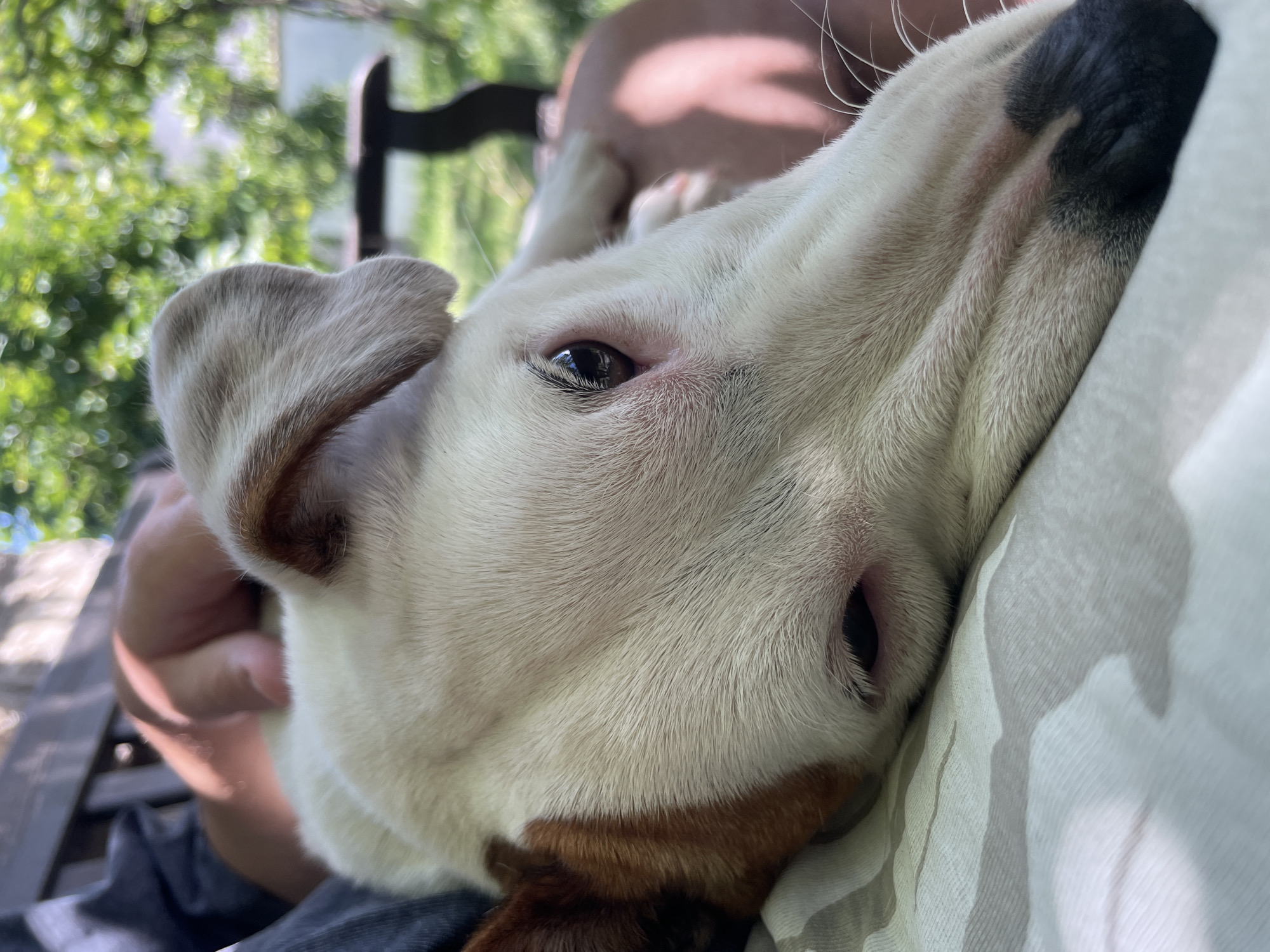 A close-up, eye-level shot shows a white dog with tan markings on its head and ears, resting its head on a person's lap. The dog's eyes are open and looking to the side. A person's hand is visible petting the dog's head. The background is blurred and shows green foliage, suggesting an outdoor setting. The scene appears to be peaceful and intimate.