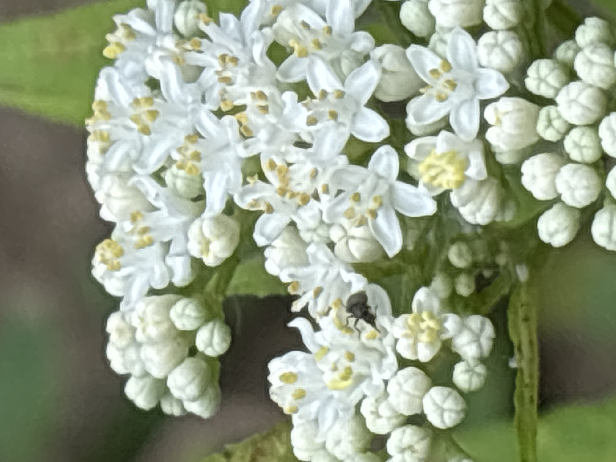 The image displays a close-up view of a cluster of small white flowers with yellow stamens, possibly elderflowers. Some buds are also visible, appearing as tightly closed white or pale green spheres. A small, dark insect, possibly a fly or a small beetle, is perched on one of the open flowers. The flowers are set against a blurred background of green foliage and a darker, indistinct area that could be soil or wood. The lighting appears to be natural daylight, creating soft shadows and highlighting the delicate textures of the petals and stamens. The scene suggests an outdoor natural setting, likely a garden or a wild area, given the presence of the insect and the natural composition of the flowers. There is no indication of a specific urban environment or any recognizable landmarks of Sochi, Russia.