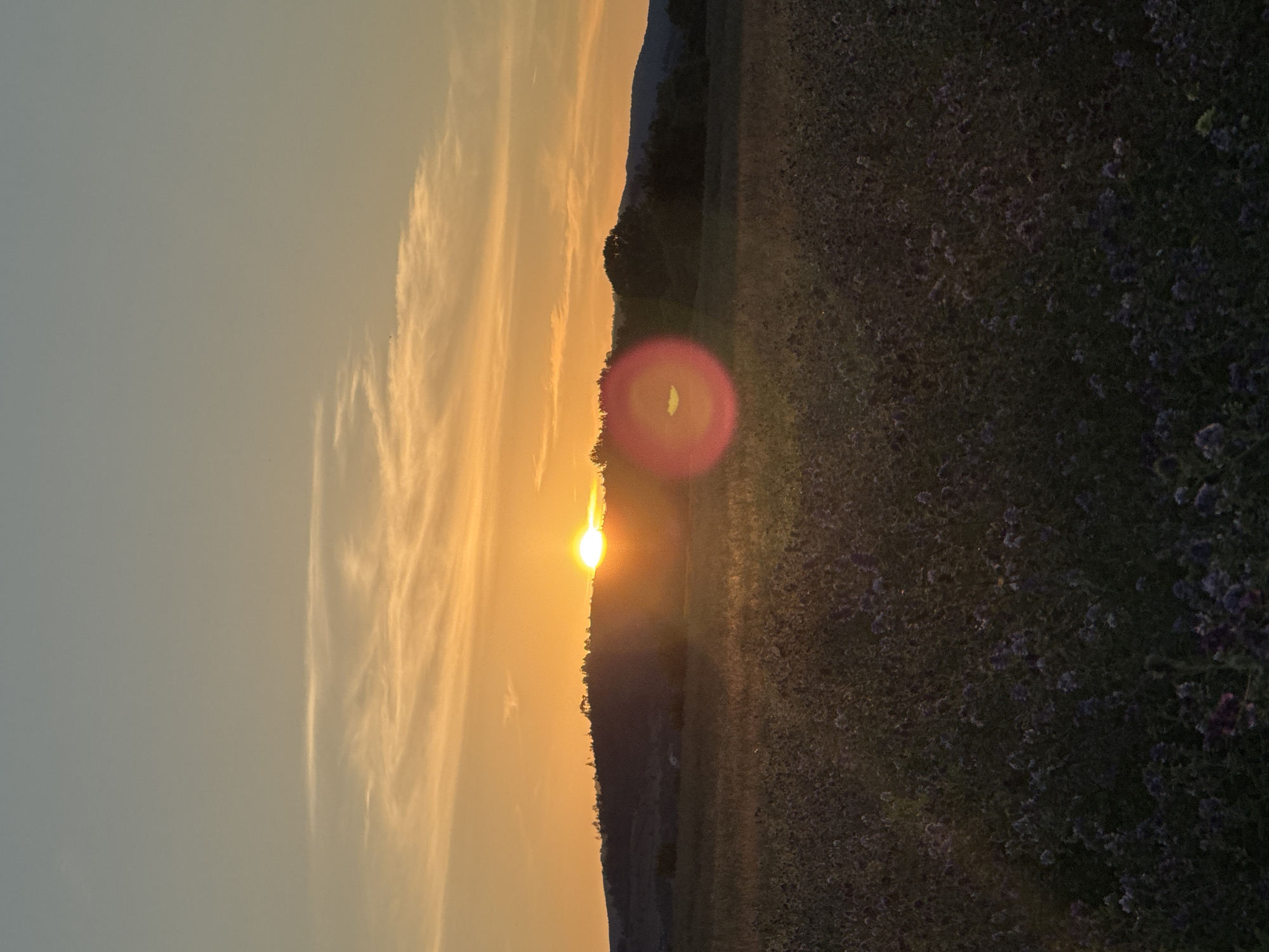 The image depicts a rural landscape at sunset in Noevtsi, Bulgaria. The sun is low on the horizon, casting a warm orange glow across the sky and illuminating a distant, tree-lined hill. In the foreground, a field of dark purple flowers stretches towards the viewer, with some of the blossoms appearing blurred due to shallow depth of field. A circular lens flare is visible to the right of the sun, adding a striking visual effect to the scene. The overall atmosphere is serene and tranquil, typical of a countryside sunset. There are no people or animals present in the image.