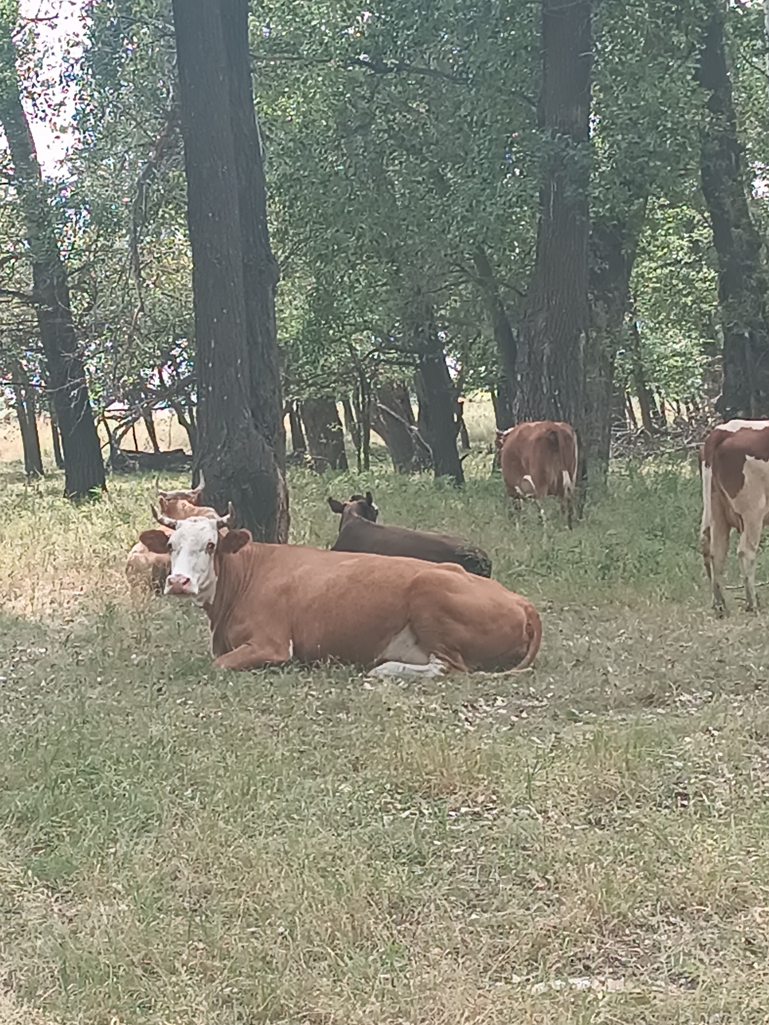 The image shows a herd of cattle in a grassy, wooded area. In the foreground, a brown and white cow is lying down, facing the camera. Behind it, another brown cow is also lying down, and a darker brown cow is standing. Further back, another brown cow is standing, facing away from the camera. Several trees with green foliage are visible in the background, creating a dappled light effect. The ground is covered in dry grass. The location is described as Бөрлі ауылдық округі, Kazakhstan.