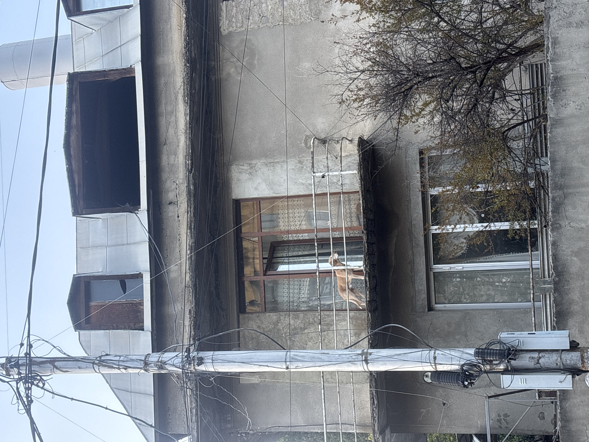 The image captures a vertical slice of a weathered building exterior, flanked by a utility pole and bare tree branches, under a bright, clear sky. The building, constructed from grey, worn concrete or stucco, features several windows and openings. In the center, a light brown animal, possibly a cat or small dog, stands on its hind legs in a window, looking out through a metal grate or bars. Patterned curtains are visible inside this window. To its left, another window reflects the bright sky. Above it, a dark, empty rectangular opening, possibly a former window or vent, is visible.
A prominent grey utility pole with numerous tangled black electrical and communication wires runs vertically up the left side of the frame, extending horizontally across the lower part of the image, where it supports a grey pipe-like structure. Attached to this horizontal structure are various bundled cables and grey utility boxes. The density of these wires and the aged appearance of the building are characteristic of older urban areas, specifically Tbilisi, Georgia.
On the right side of the image, bare, gnarled branches of a deciduous tree, with a few remaining dried leaves, extend into the frame, partially obscuring another window. The scene is captured in bright daylight, suggesting a clear day. No human figures or discernible text are present. The overall impression is one of a lived-in, aged urban environment.