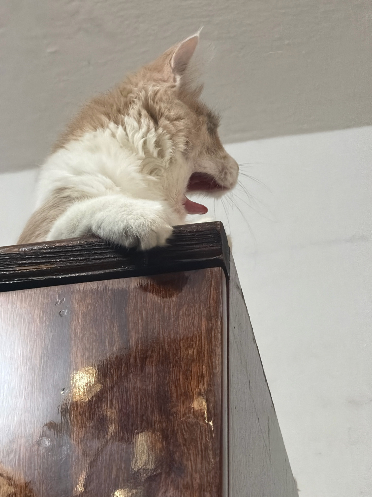 A light brown and white fluffy cat is perched on the edge of a dark wooden piece of furniture, possibly a cabinet or shelf, with its mouth wide open as if yawning. The cat's front paws are resting on the edge of the furniture. The background is a plain, light-colored wall, suggesting an indoor setting. There is no indication of the city of Zarafshan, Uzbekistan in the image.
