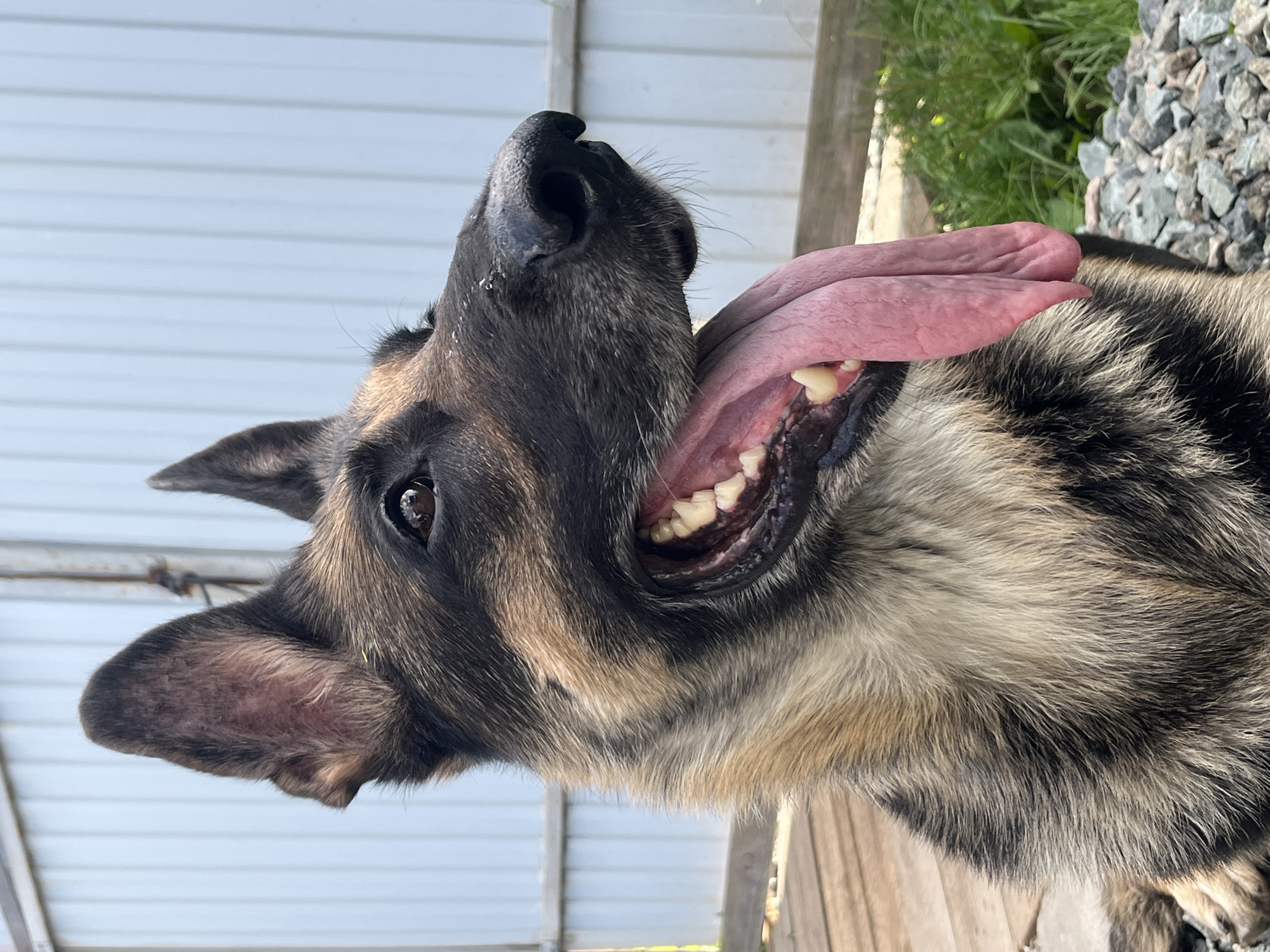 A German Shepherd dog is pictured outdoors, with its head turned to the right, panting with its tongue hanging out. The dog's fur is a mix of black, tan, and grey. The background consists of a light blue corrugated metal fence, some gravel, and green grass. There are no visible people or buildings that would indicate a specific location in Nizhny Tagil, Russia.