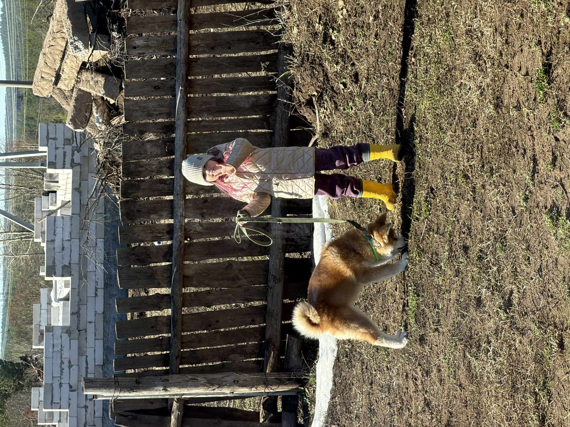 A girl in a cream-colored jacket, purple pants, and yellow rubber boots stands next to a tan and white Akita dog on a grassy area. The dog is on a leash, and the girl is near a wooden fence. Behind the fence, there is a partially constructed building made of white blocks and a pile of gray stones. In the background, there is a glimpse of a landscape with trees and possibly a body of water. The scene is outdoors in sunlight. The city of Chaikovsky, Russia is not discernible from the image.