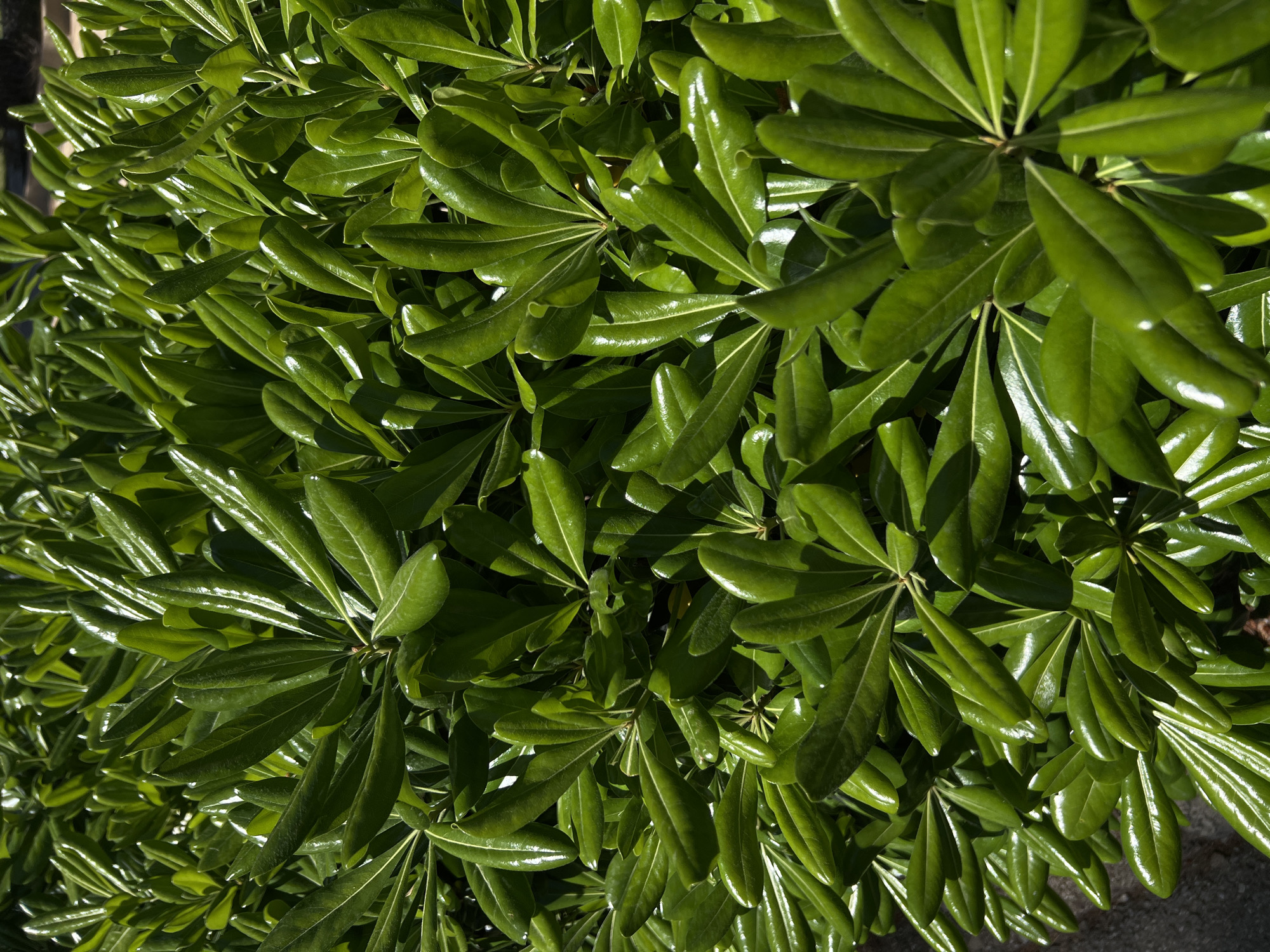 A close-up, high-angle photograph captures dense, vibrant green foliage, likely a bush or hedge, illuminated by strong sunlight. The leaves are thick, oblong, and possess a distinct glossy, waxy surface that brightly reflects the light. They are arranged in radiating clusters or rosettes, with visible lighter veins prominent on many.
The directional sunlight creates dynamic highlights on the waxy surfaces, making parts of the leaves appear bright green to almost yellowish-green, while casting deep shadows that give other areas a dark, almost black-green hue. This interplay of light and shadow emphasizes the texture and depth of the foliage.
The scene depicts a static, natural outdoor setting during daytime, with the sharp contrasts indicating either morning or late afternoon sun. A small portion of a paved or concrete surface is subtly visible at the bottom right of the original image, suggesting a cultivated environment such as a garden or urban area within Budva, Montenegro. There are no people, other distinct objects, or visible text present.