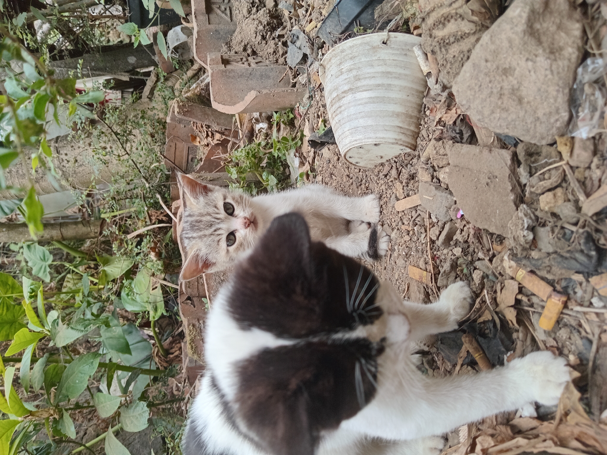 In Claket, Indonesia, a close-up, eye-level outdoor shot captures two cats amidst debris and vegetation. In the foreground, a black and white cat is in focus, with its head turned downwards and slightly to the left. Its ears are perked, and whiskers are prominent. Behind it, a smaller, grey tabby kitten is in focus, looking directly at the camera with its body partially visible. The kitten's tail is curled. The environment is cluttered with broken bricks, dirt, rocks, dried leaves, and what appear to be cigarette butts. A discarded white plastic bucket lies on its side in the mid-ground, and various green plants are visible in the background. The lighting suggests it is daytime, possibly overcast, with soft shadows.