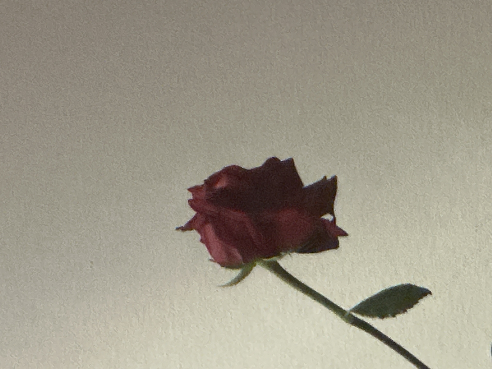A red rose is the primary subject of the image. It is depicted against a light-colored background. The rose has several petals, and its stem is visible, extending diagonally across the frame. A single leaf is attached to the stem.
The location is not evident from the image. There is no contextual information to suggest the photograph was taken in Sofia, Bulgaria.