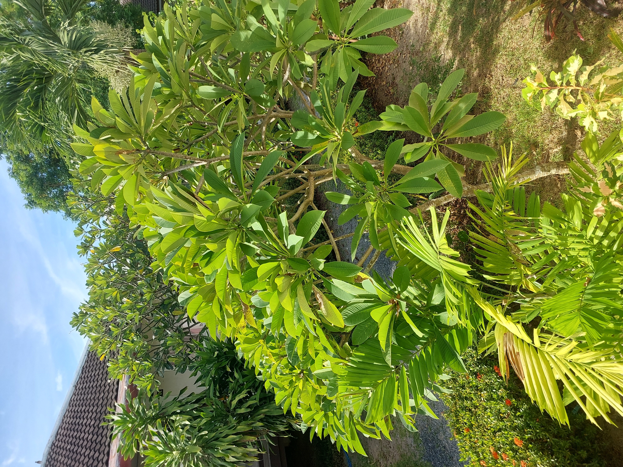 The image depicts a lush garden scene in Baan Mae Nam, Thailand. The foreground is dominated by vibrant green foliage, including a large plumeria tree with broad, ovate leaves arranged in whorls. To the left of the plumeria, a smaller palm frond exhibits a yellowish hue. Behind the plumeria, more dense greenery is visible, with hints of a tiled roof and white building to the upper left, suggesting a residential or resort setting. In the background, a tall palm tree with feathery fronds stands out against a bright blue sky with scattered white clouds. The ground is covered with a mixture of grass, gravel, and dry leaves, indicating an outdoor environment. The lighting suggests it is a sunny day. No people or animals are present in the image.