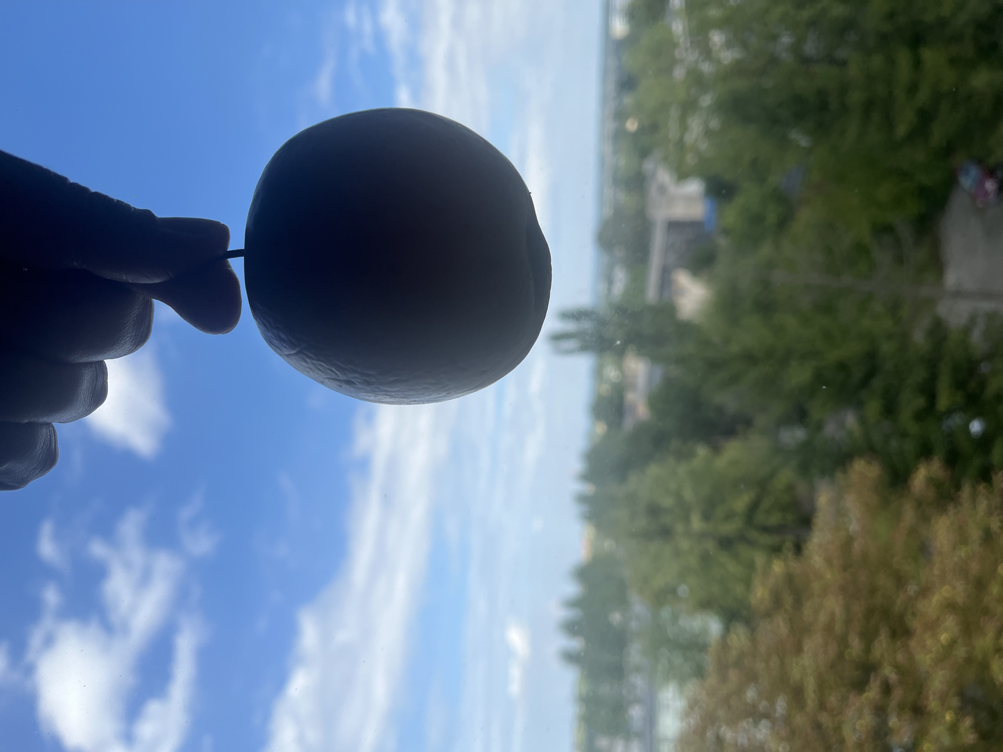 A close-up, silhouetted shot features a hand holding a round object, likely an apple, from the stem against a bright blue sky with scattered white clouds. The background is a blurred, hazy view of trees and buildings, suggesting an urban setting from an elevated vantage point.