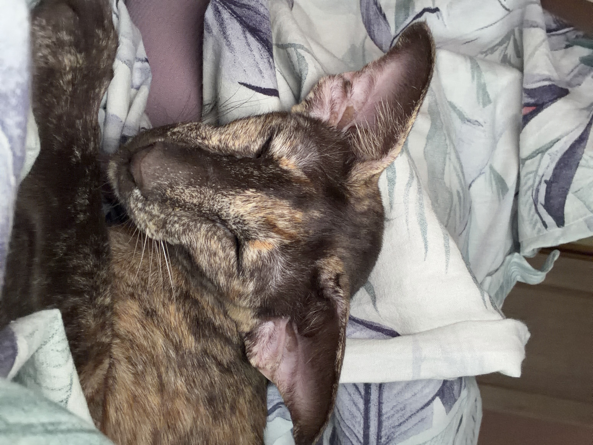 A close-up, eye-level shot depicts a tortoiseshell-patterned cat sleeping peacefully, nestled amongst bedding in an indoor setting. The cat's fur displays a mottled mix of dark brown, black, and lighter tan or orange shades. Its eyes are closed in sleep, and prominent, large ears, characteristic of certain breeds, are visible, particularly the right ear with its light pink interior. Long, white whiskers extend from its snout.
The cat is snuggled into soft, light-colored fabric featuring a repeating pattern of stylized blue, grey, and purple leaves or foliage. Behind the cat's head and neck, a swatch of solid purple fabric is visible, possibly a pillow or another layer of bedding. One of the cat's front paws is partially visible, extending upwards and covered by the patterned fabric. The overall impression is one of comfort and tranquility. No specific time of day or weather conditions can be discerned from the indoor scene, nor are there any visible location cues or text within the image itself to confirm the provided location of Chaikovsky, Russia. The cat appears relaxed and content.