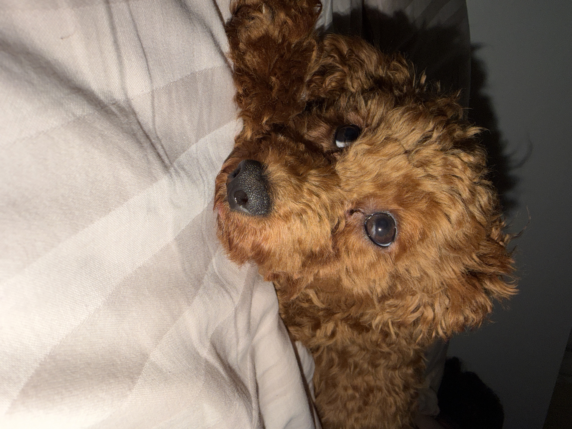 A toy poodle with reddish-brown, curly fur lies on its side on a bed with striped bedding. The dog's head is propped up, and its eyes are open and looking towards the viewer. The dog's nose is black and wet. The bedding is light-colored with darker stripes. The background is dark and out of focus, suggesting the image was taken in low light conditions. There is no indication of the location being in the city of Sofia, Bulgaria.