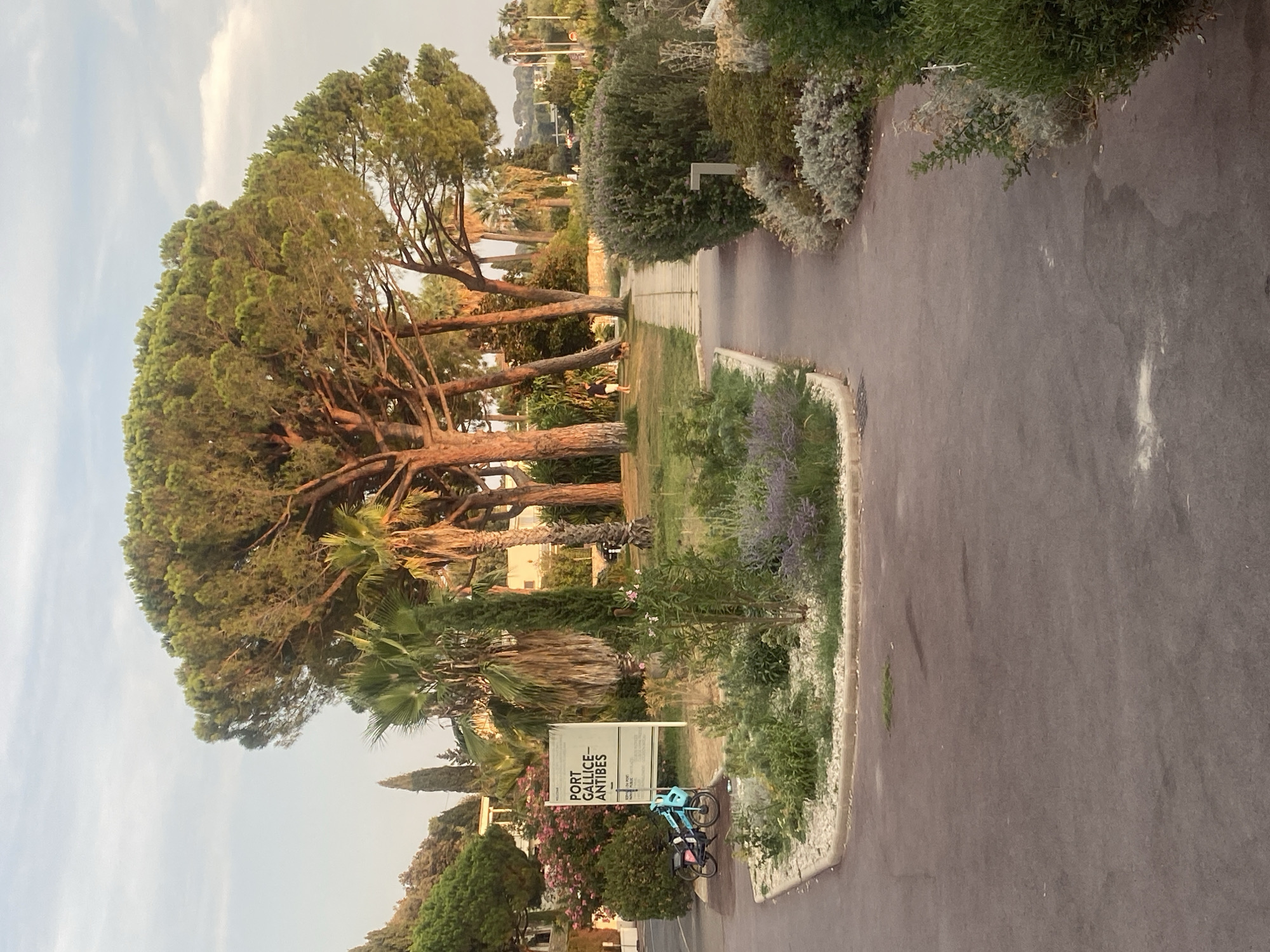 The image depicts an outdoor scene with a paved pathway and a small garden area. A sign indicating "PORT GALLICE - ANTIBES" is visible on the left side of the pathway, near two bicycles parked on the pavement. The pathway is lined with lush vegetation, including various shrubs and flowering plants, and leads towards a cluster of large pine trees and palm trees in the background. A man and a dog are seen walking on the grass in the distance. The sky is partly cloudy, with the sun casting a warm light on the trees. The setting appears to be a public space within or near the Port Gallice area of Antibes, France.