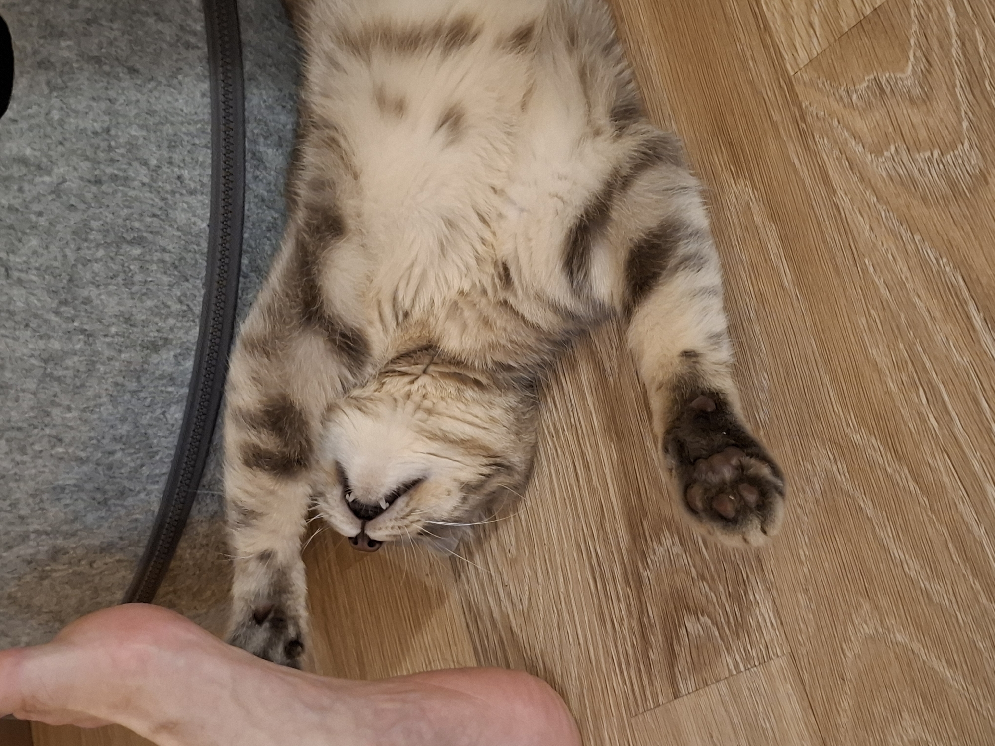 A grey tabby cat lies on its back on a wooden floor, its paws splayed outwards. Its mouth is slightly open, revealing sharp teeth and its tongue. A human foot is visible in the upper left corner of the frame, positioned near the cat's head. Behind the cat is a grey, fuzzy object with a black zipper detail. The scene appears to be indoors.