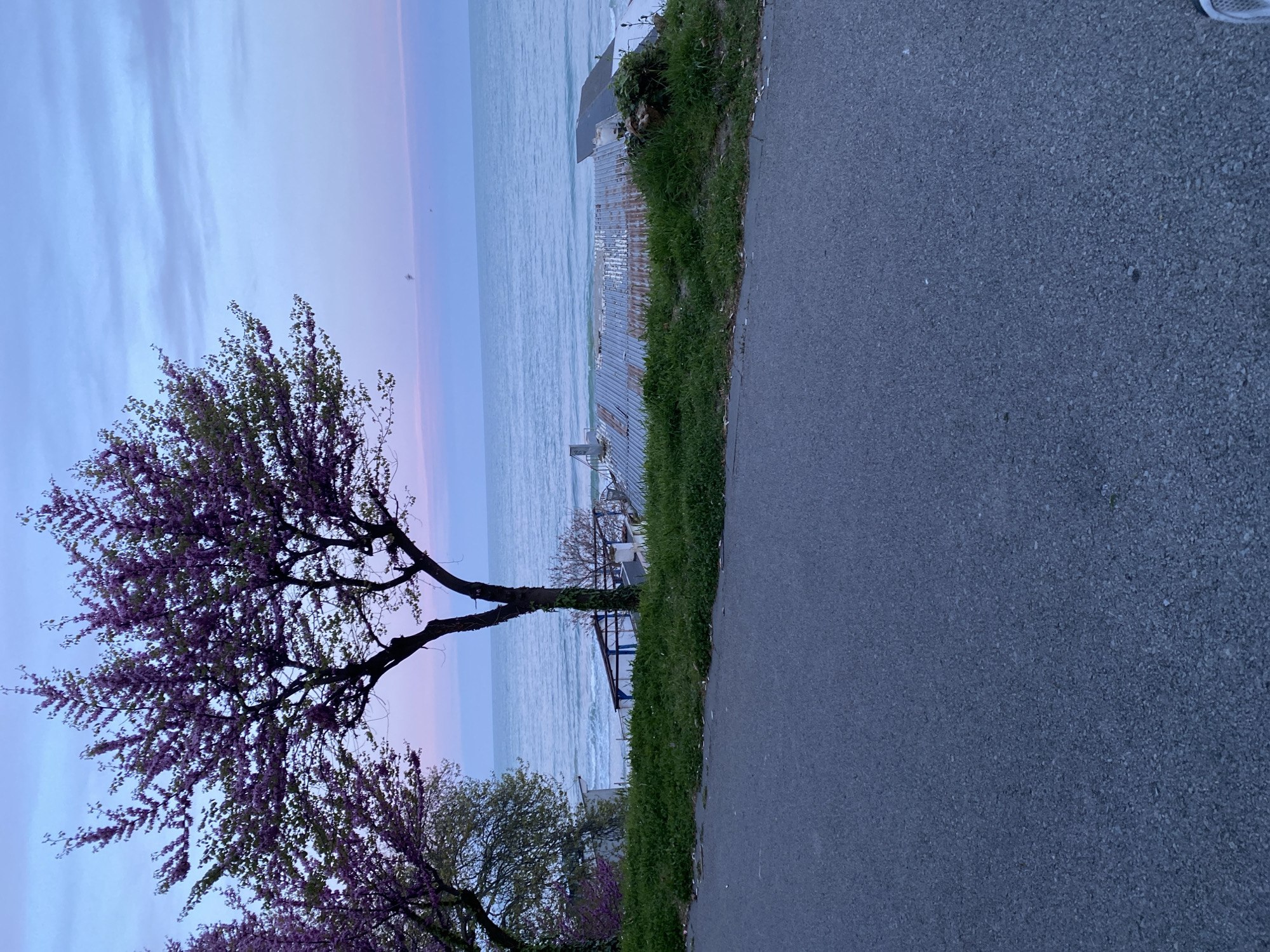 The image shows an asphalt road running alongside the Black Sea in Varna, Bulgaria. The road is lined with grass and vegetation. In the foreground, a tree with purple blossoms is visible against a pastel sky transitioning from blue to pink. Beyond the vegetation, there is a view of the sea with waves. A structure, possibly a building or platform, sits on the edge of the shoreline. No people are visible in the image.