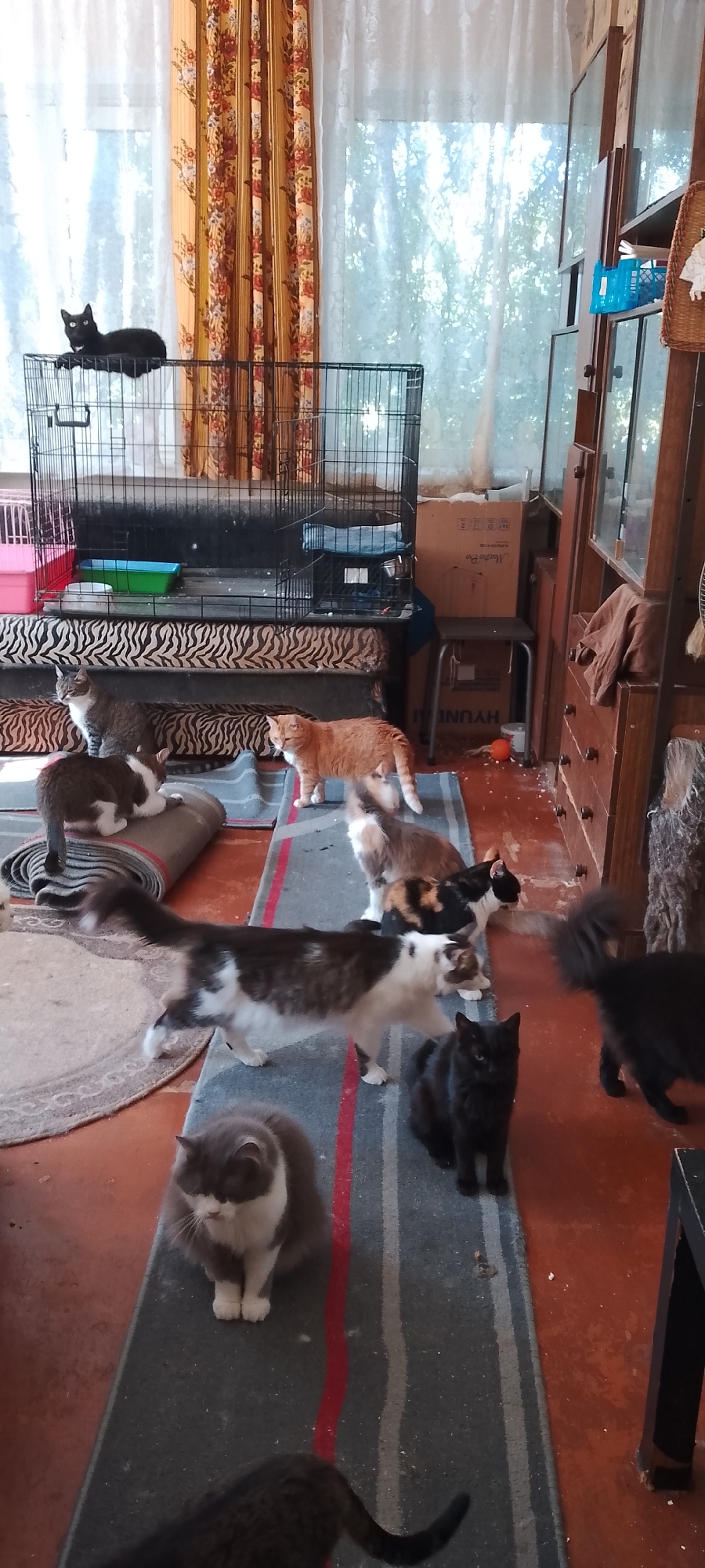 This image depicts an indoor scene with multiple cats in what appears to be a cluttered residential space. There are approximately ten cats visible, of various breeds and colors, including black, orange, grey and white, and calico. Some cats are standing, while others are sitting or lying down. Several cats are on the floor, which is covered with rugs or mats. A large wire pet crate is visible in the background, as is a window with curtains. Furniture, including a cabinet and a small stool, are also present. The floor appears to be a reddish-brown color. The overall environment suggests a home setting where cats are present in significant numbers. There is no information in the image to suggest a specific location within the city of Belgorod, Russia.