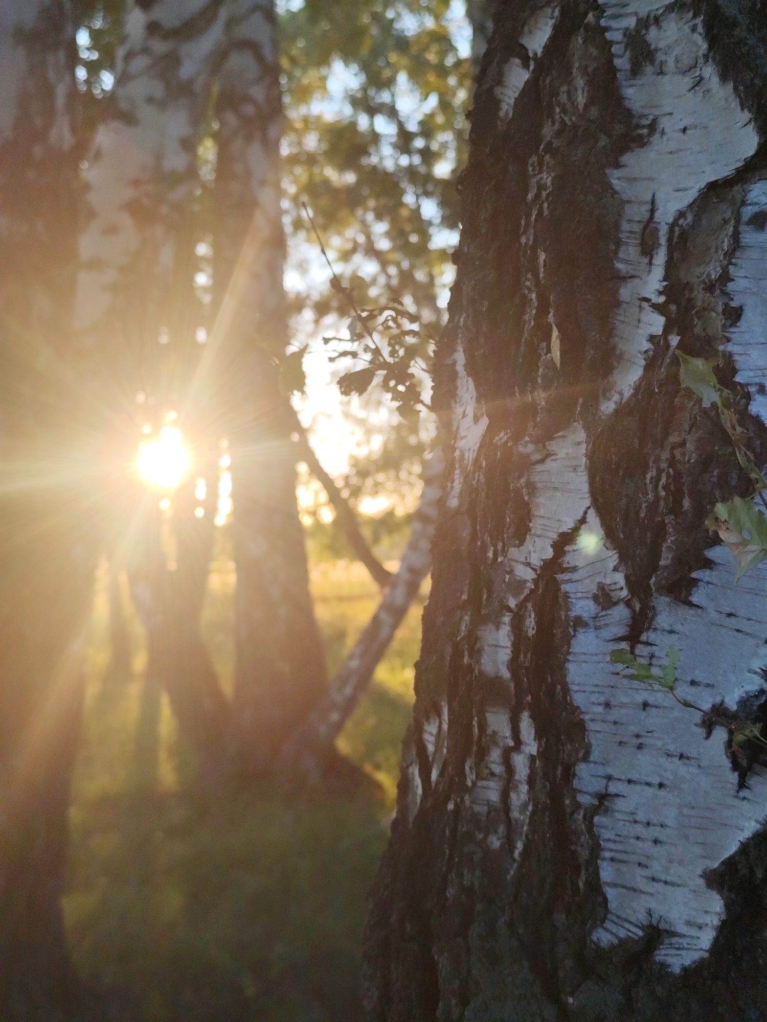 The image shows a close-up of the bark of a birch tree in the foreground, with other birch trees and foliage blurred in the background. Sunlight streams through the trees, creating a lens flare effect. The scene appears to be outdoors, likely in a wooded area or park. The location of Барлакский, Russia is not discernible from the visual information in the image itself.