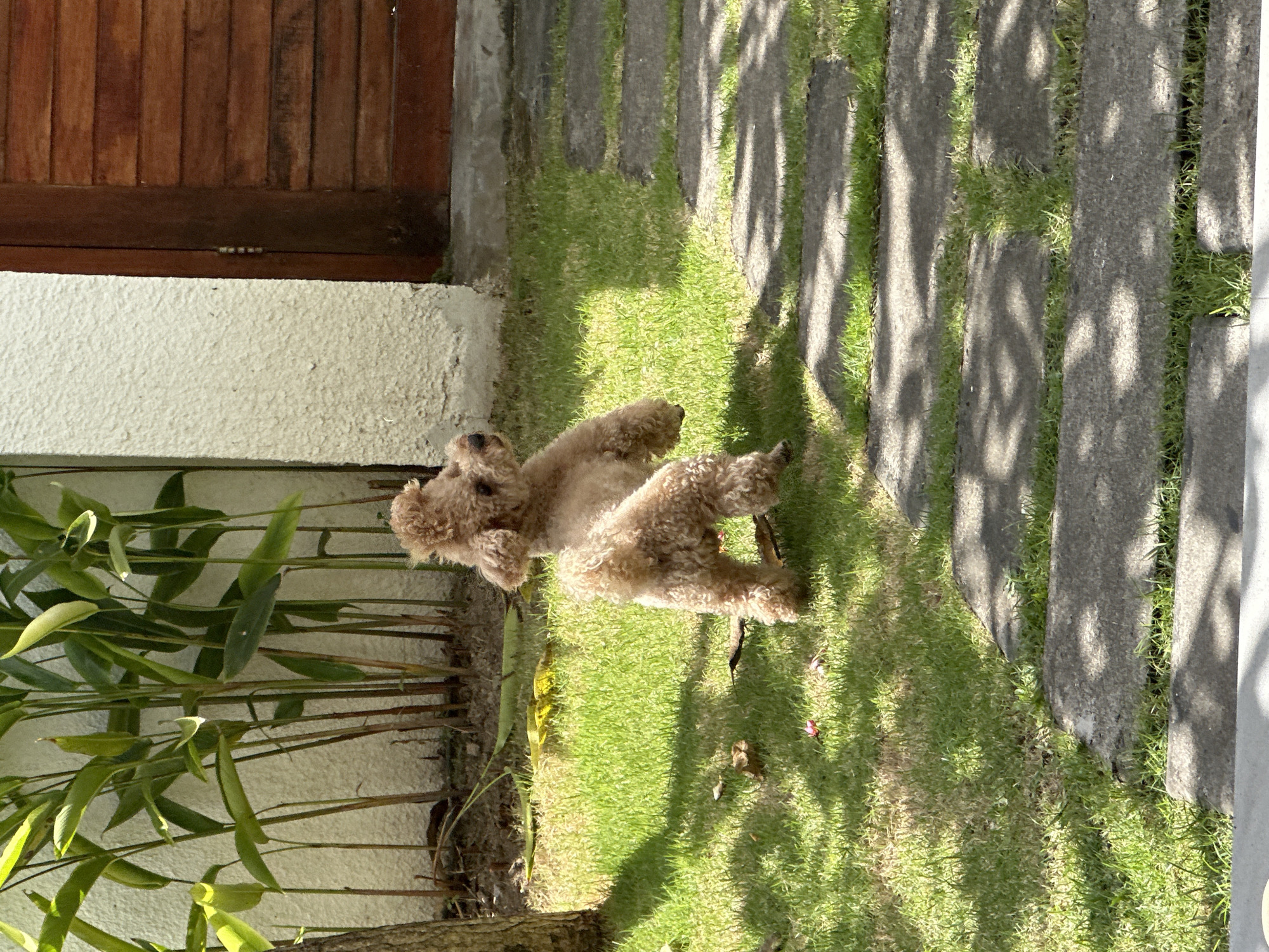 A brown poodle stands on green grass in a garden in North Kuta, Indonesia. The garden features a wooden door and white wall on one side and a pathway of rectangular stone slabs on the other. Shadows from trees fall across the grass and pathway. Plants with long, green leaves grow near the wall.