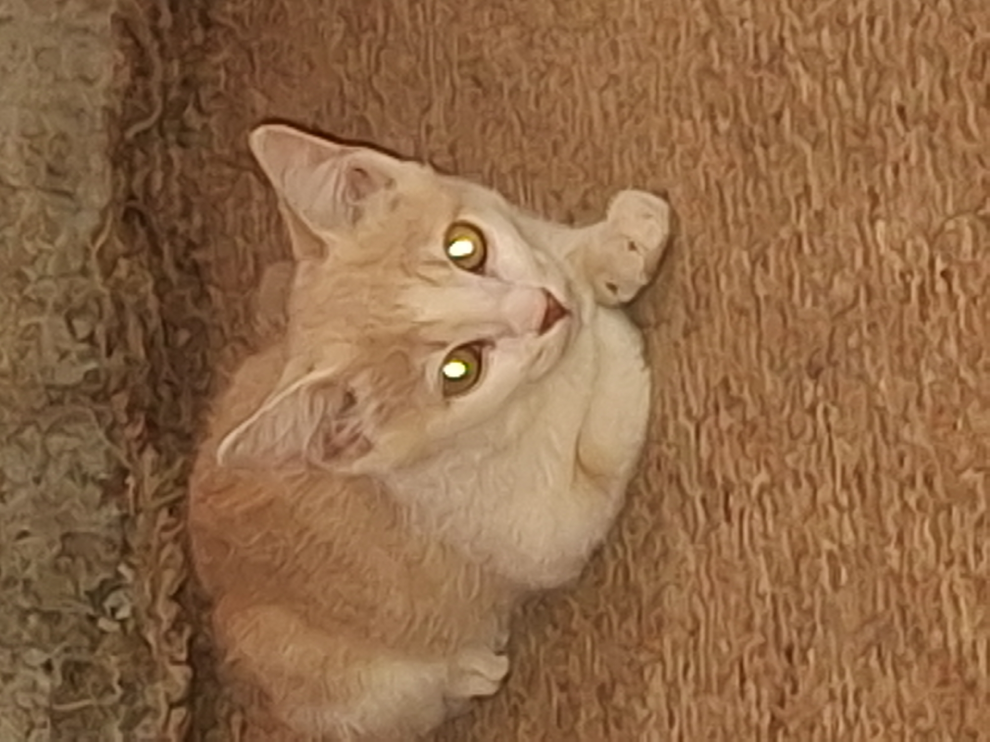 A light orange cat with yellow eyes is lying on a brown textured surface, possibly a rug or piece of furniture. The cat is looking upwards with its head tilted. A textured, slightly darker, surface is visible to the left. The scene is not identifiable as being in Sabon Tasha, Nigeria, based on visual information.