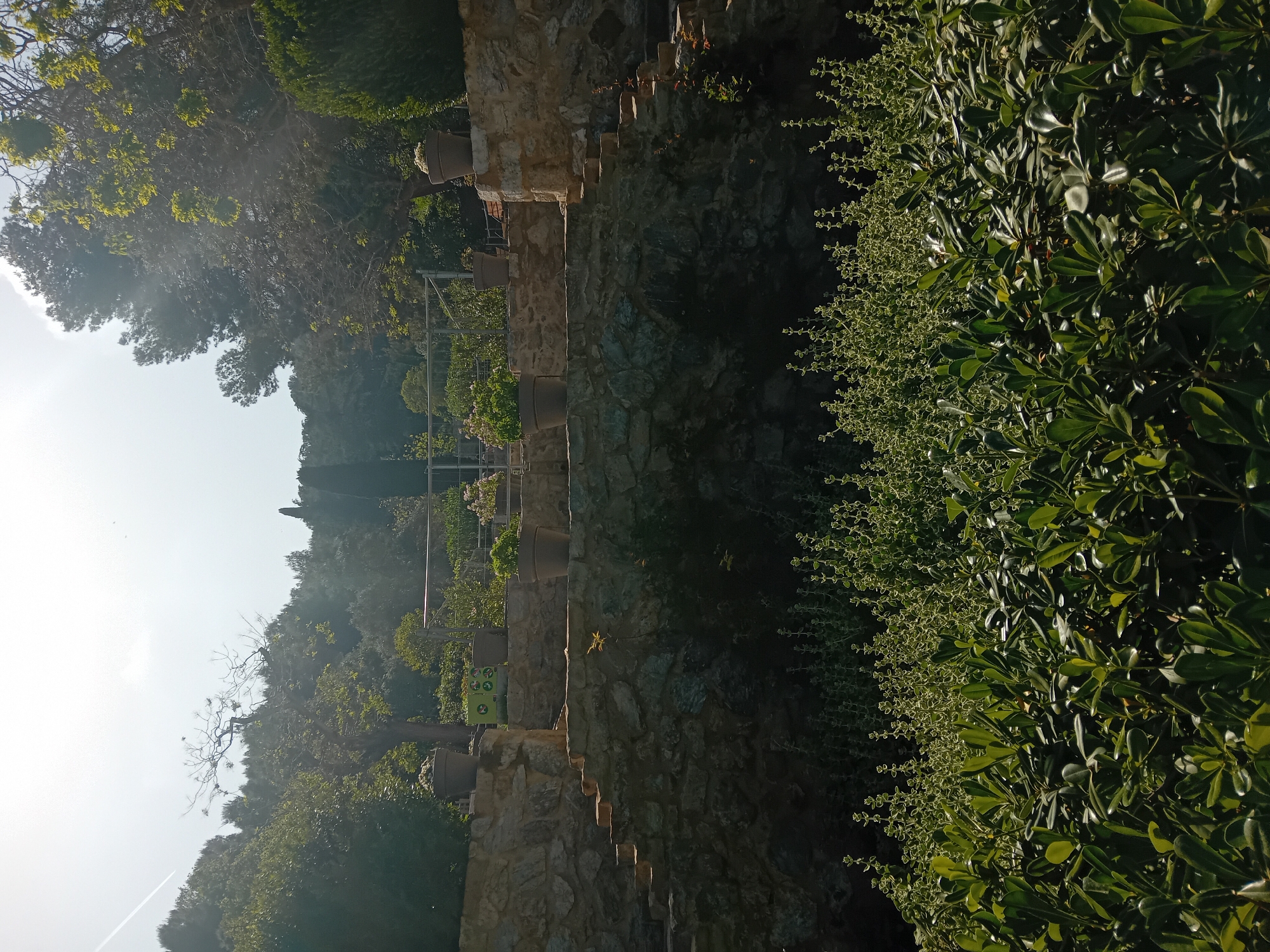 This image captures a vibrant, sunlit terraced garden or hillside. In the immediate right foreground, a dense hedge features glossy, dark green leaves, bordered by a strip of lighter green, possibly new growth or a different plant variety, which is brightly illuminated by the sun.
The middle ground is characterized by a series of robust stone walls, forming multiple terraced levels. Several large, dark planters are positioned at regular intervals along the top of these stone structures. Behind the walls, various cultivated plants are visible, displaying lighter green foliage and hints of white flowers. Two small, square green signs with white icons, likely indicating garden rules or information, are affixed to a support structure further back in the midground.
In the background, a hilly landscape is covered in a dense array of trees and vegetation. Some trees have lush green canopies, while others show more sparse or bare branches silhouetted against the bright sky. The upper left section of the image is dominated by a clear, bright sky, appearing almost white due to intense sunlight. A faint white contrail from an aircraft is visible in the far upper left.
The photograph was taken on a clear, sunny day, with strong sunlight originating from the left, casting brilliant highlights on the foliage and the upper surfaces of the stone walls, creating deep shadows in other areas. The scene is devoid of people or explicit activity, evoking a sense of peaceful, natural beauty. The terraced landscape and vegetation are characteristic of regions like Barcelona, Spain.