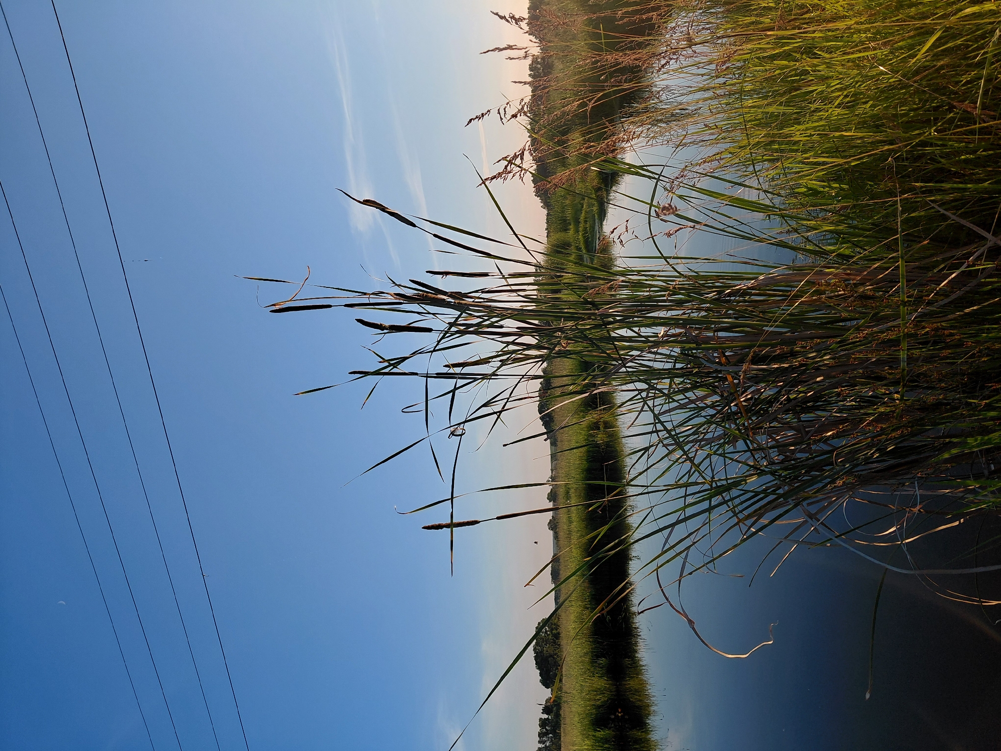 This media file depicts a serene natural scene, likely in Vozdvizhenka, Russia, at the golden hour of late afternoon or early evening. The image is oriented vertically, with the sky occupying the left two-thirds and a body of water with reeds and vegetation on the right.
The sky is a clear, bright blue with a few wispy white clouds, suggesting fair weather. The sun, low in the sky, casts a warm, golden light, illuminating the tall, dry reeds and grasses that line the water's edge. These reeds, with their characteristic brown, cylindrical seed heads, are a prominent subject, their slender forms reaching towards the sky. The water reflects the sky and the surrounding greenery, creating a peaceful, mirror-like surface. In the distance, a treeline of lush green vegetation creates a darker, verdant backdrop. The overall impression is one of tranquility and natural beauty.
Notable details include a series of thin, dark power lines stretching across the sky on the far left, indicating the proximity of human infrastructure to this natural setting. A faint crescent moon is visible in the upper left portion of the sky. A few very small, dark specks in the sky might be birds or insects. The overall mood is calm and reflective, enhanced by the soft, warm lighting and the stillness of the water. There is no visible text in the image.