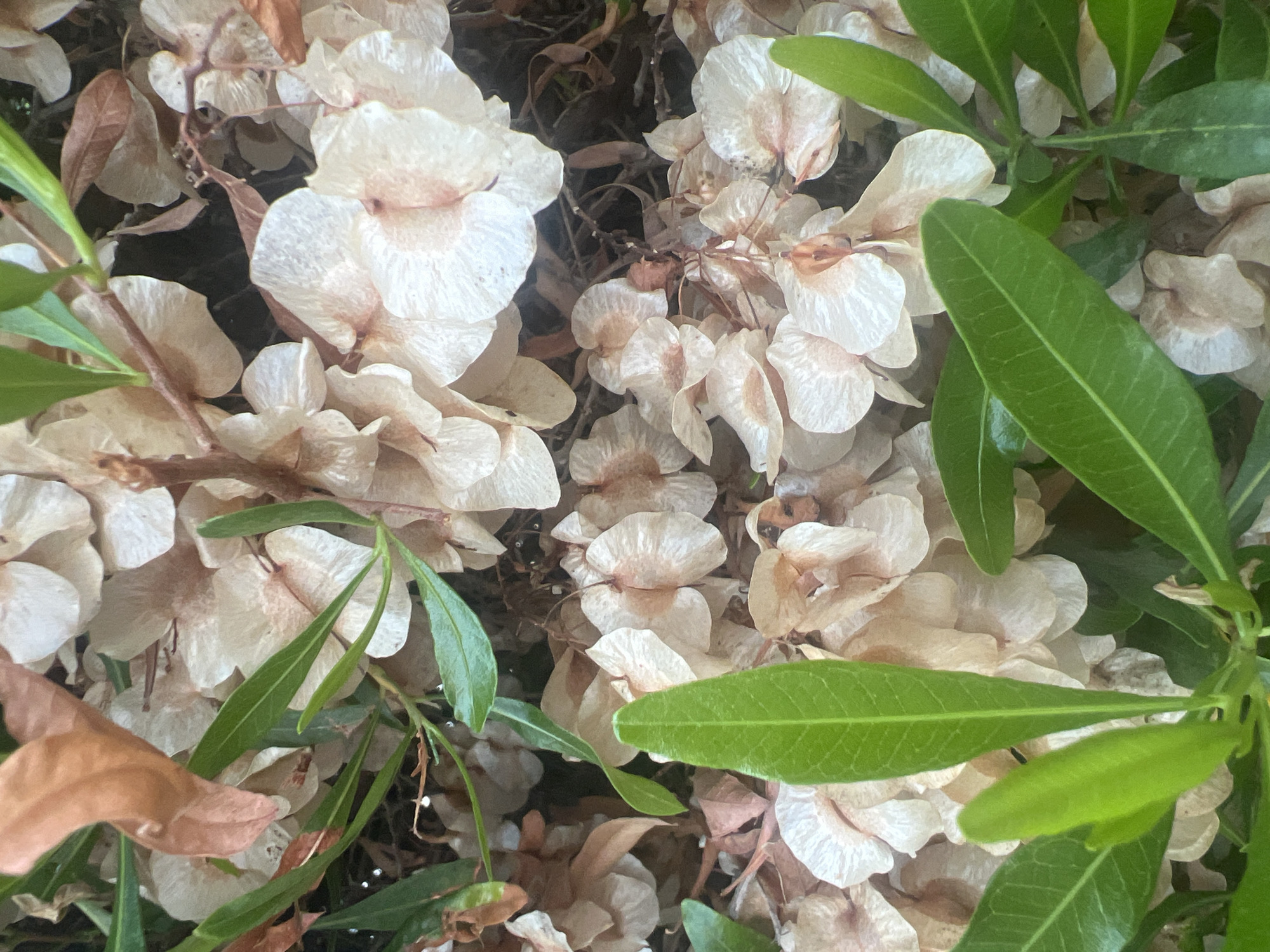 This is a close-up, overhead shot of a plant with pale, delicate seed pods and vibrant green leaves. The seed pods are numerous, clustered together, and appear dry and papery, in shades of off-white and light brown. Some of them have a distinct winged shape. Interspersed with the seed pods are several bright green, elongated leaves, some of which overlap. A few brown, dried leaves are also visible, adding to the natural, somewhat autumnal feel of the composition. The background is dark and out of focus, suggesting a densely planted area. The lighting appears natural, likely daylight, with no harsh shadows, indicating it could be a cloudy day or the plants are in a shaded spot. The overall impression is one of natural beauty and the cycle of plant life. There is no visible text. The location context is Or Akiva, Israel.