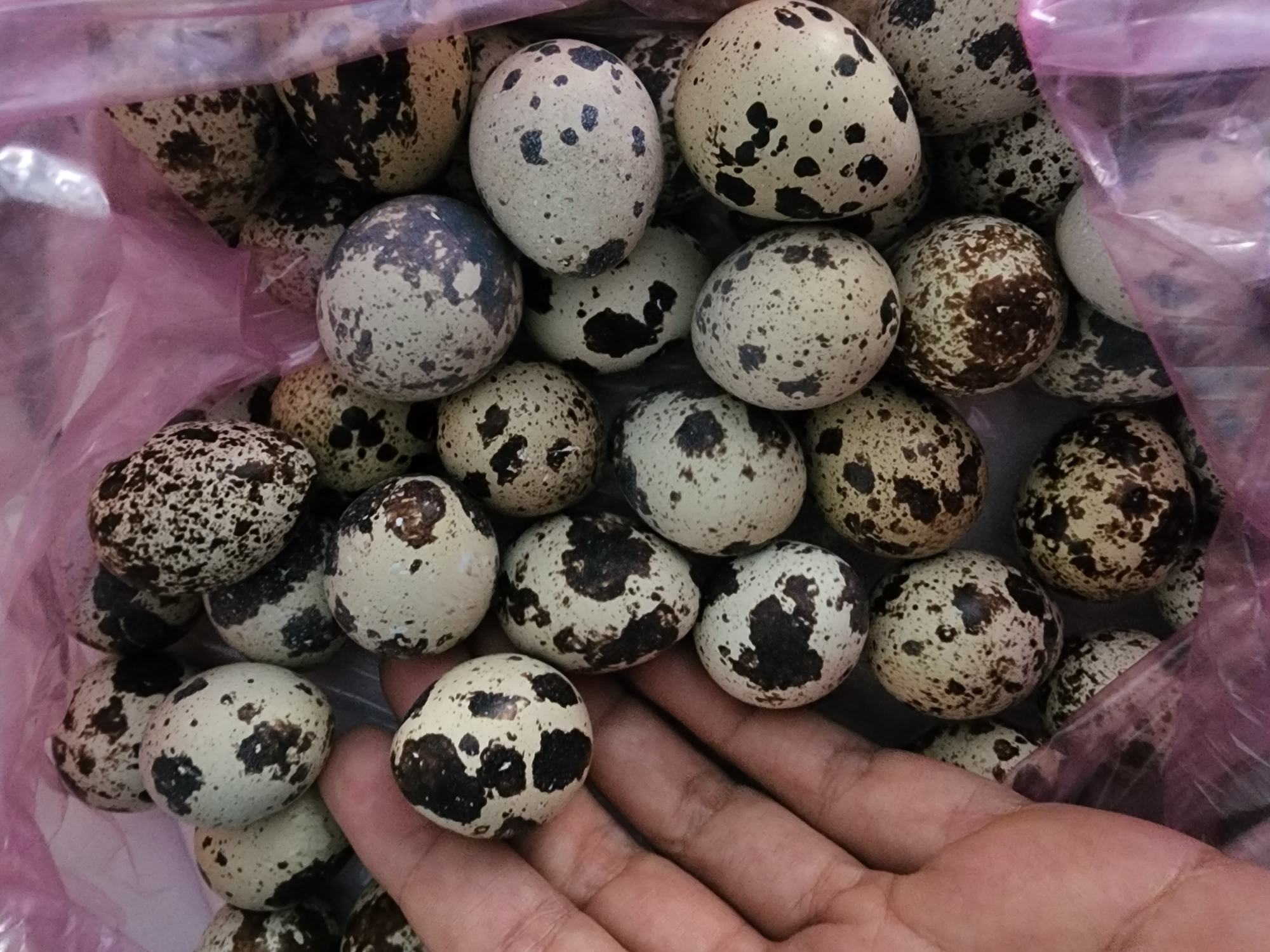 A hand holds a collection of speckled quail eggs against a background of more quail eggs contained within a pink plastic bag. The eggs are oval-shaped and vary in color from white to light brown, with irregular dark brown or black speckles. The hand is lightly visible, with skin tone suggesting it belongs to an adult. The environment appears to be indoors, possibly a market or a home, given the presence of the plastic bag and the eggs, which are a food item. The scene is focused on the texture and pattern of the eggs.