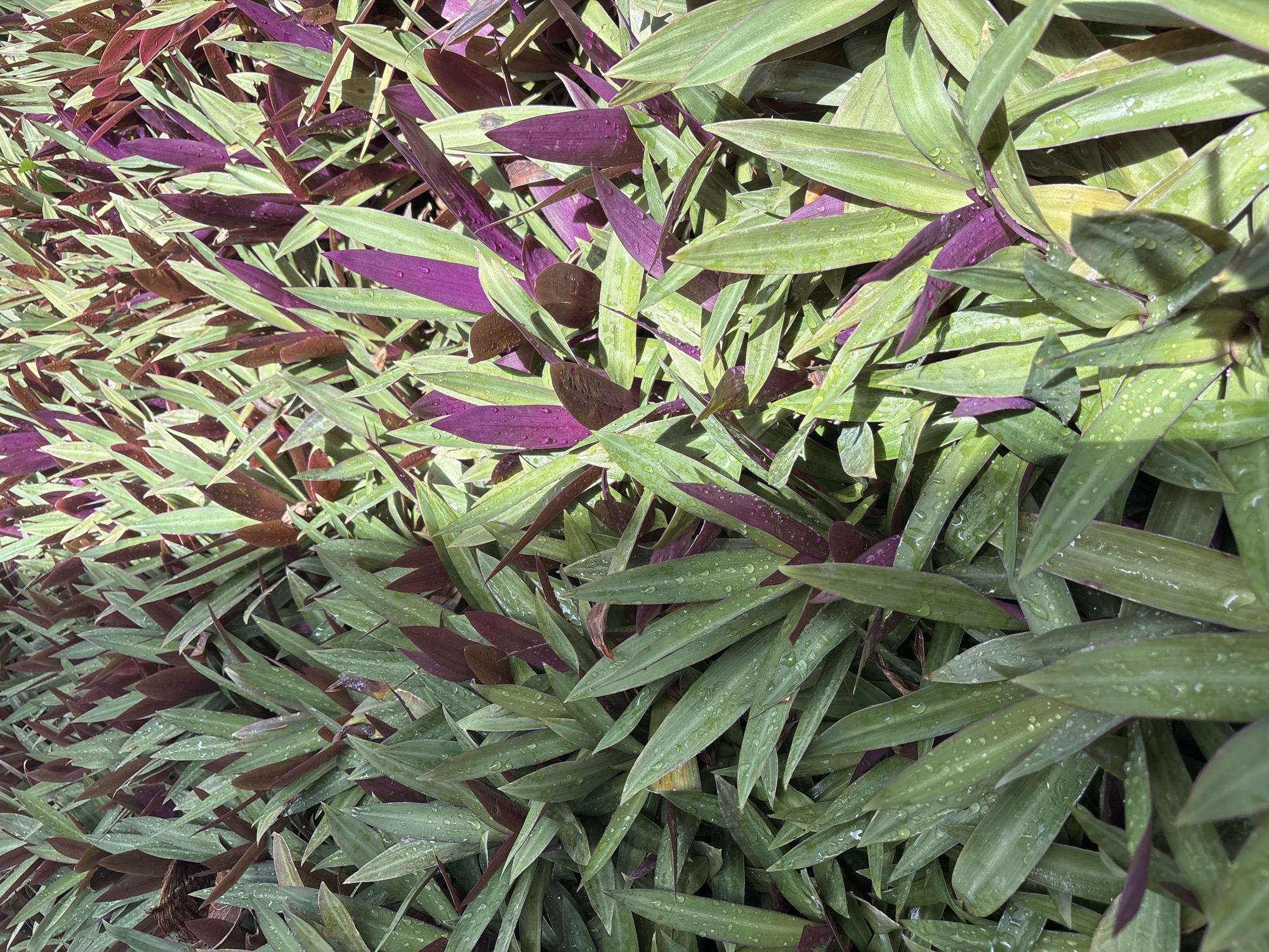 A dense cluster of Rhoeo spathacea plants, commonly known as Moses-in-the-cradle, is shown from a high angle. The leaves are lance-shaped and pointed, with green on the upper surface and a striking purple underside. Small water droplets are visible on the leaves, suggesting recent rain or dew. The plants are tightly packed, creating a textured carpet of green and purple foliage that fills the frame. There are no people or man-made objects visible in the image. The environment appears to be outdoors, likely in a garden or park setting, with the sunlight highlighting the water droplets and casting subtle shadows amongst the leaves.