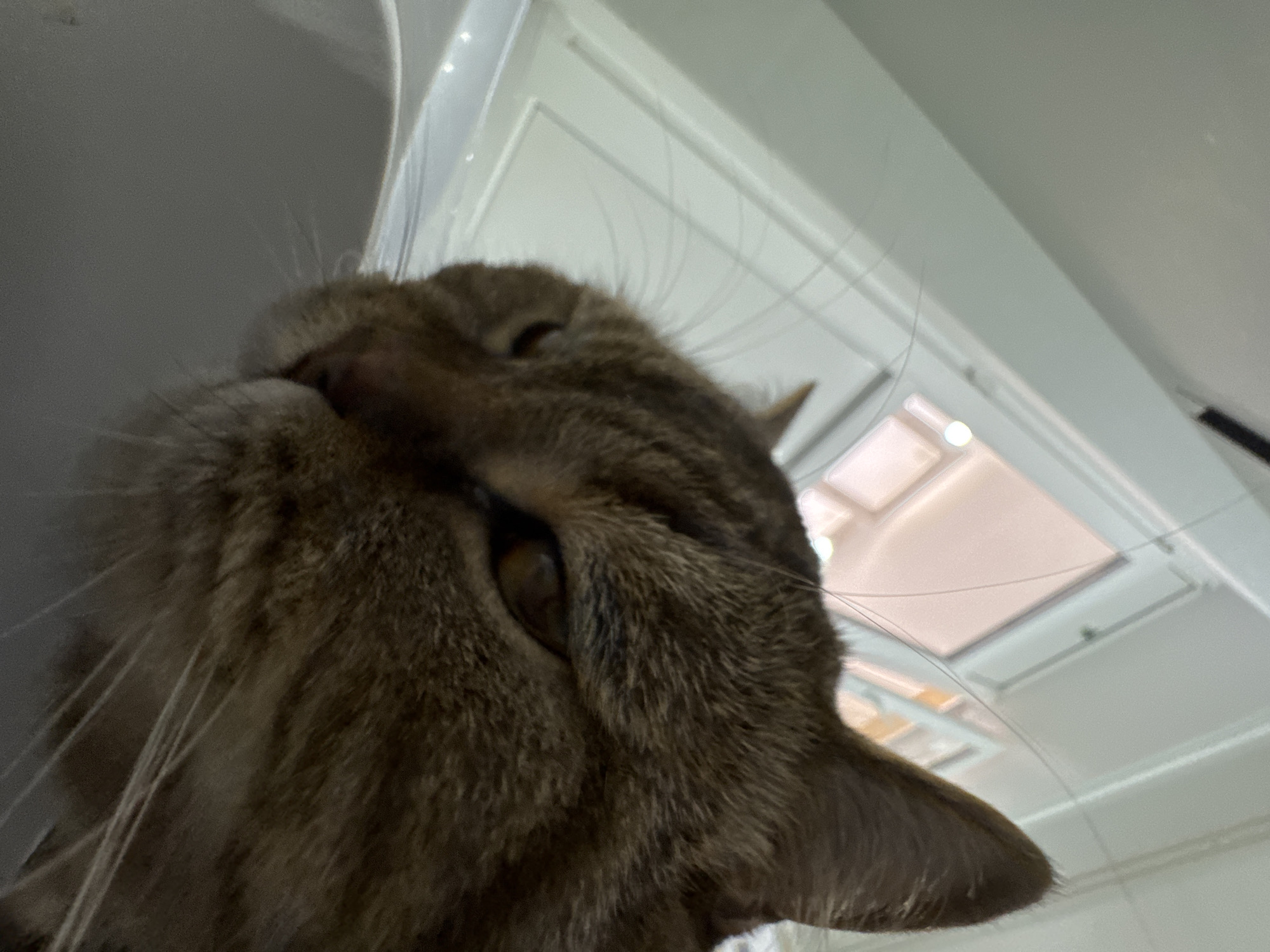 The media file is a close-up, low-angle shot of a tabby cat's face. The cat's fur is a mix of brown and black stripes, and its eyes are open and appear to be a shade of amber. The cat's whiskers are long and prominent. The background is blurred but suggests an indoor setting with white walls and possibly a window or skylight with a reflective surface. The lighting appears to be natural and diffused, suggesting it might be daytime. The cat's gaze is directed upwards and slightly to the left. The overall impression is one of curiosity or intense focus. There is no visible text in the image. The context provided indicates the location is Mikhaylovsk, Russia.