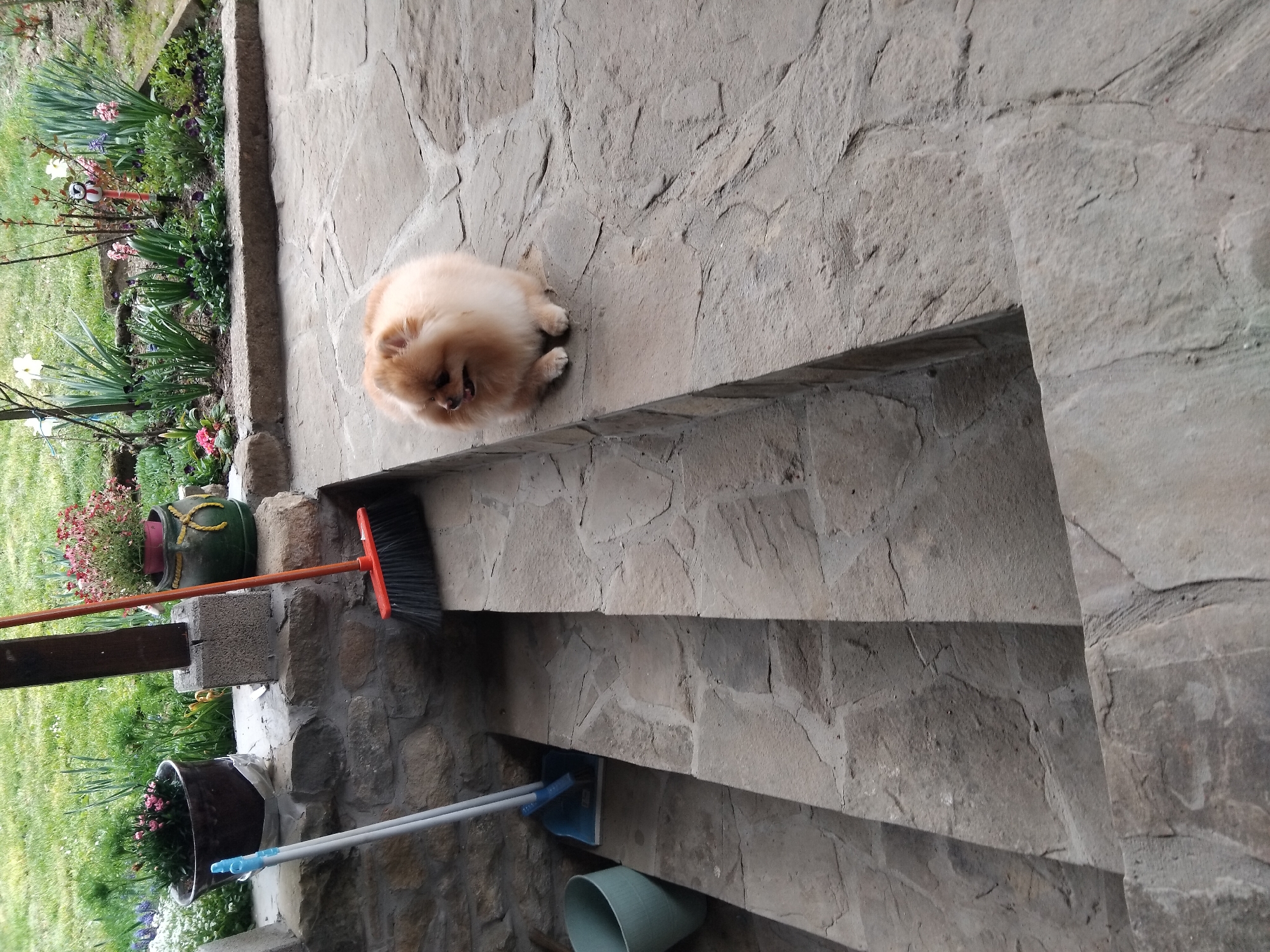 The image shows a Pomeranian dog lying on a stone ledge. In the background there is a flower garden. A broom and other cleaning tools are visible near the ledge. The location is Apriltsi, Bulgaria.