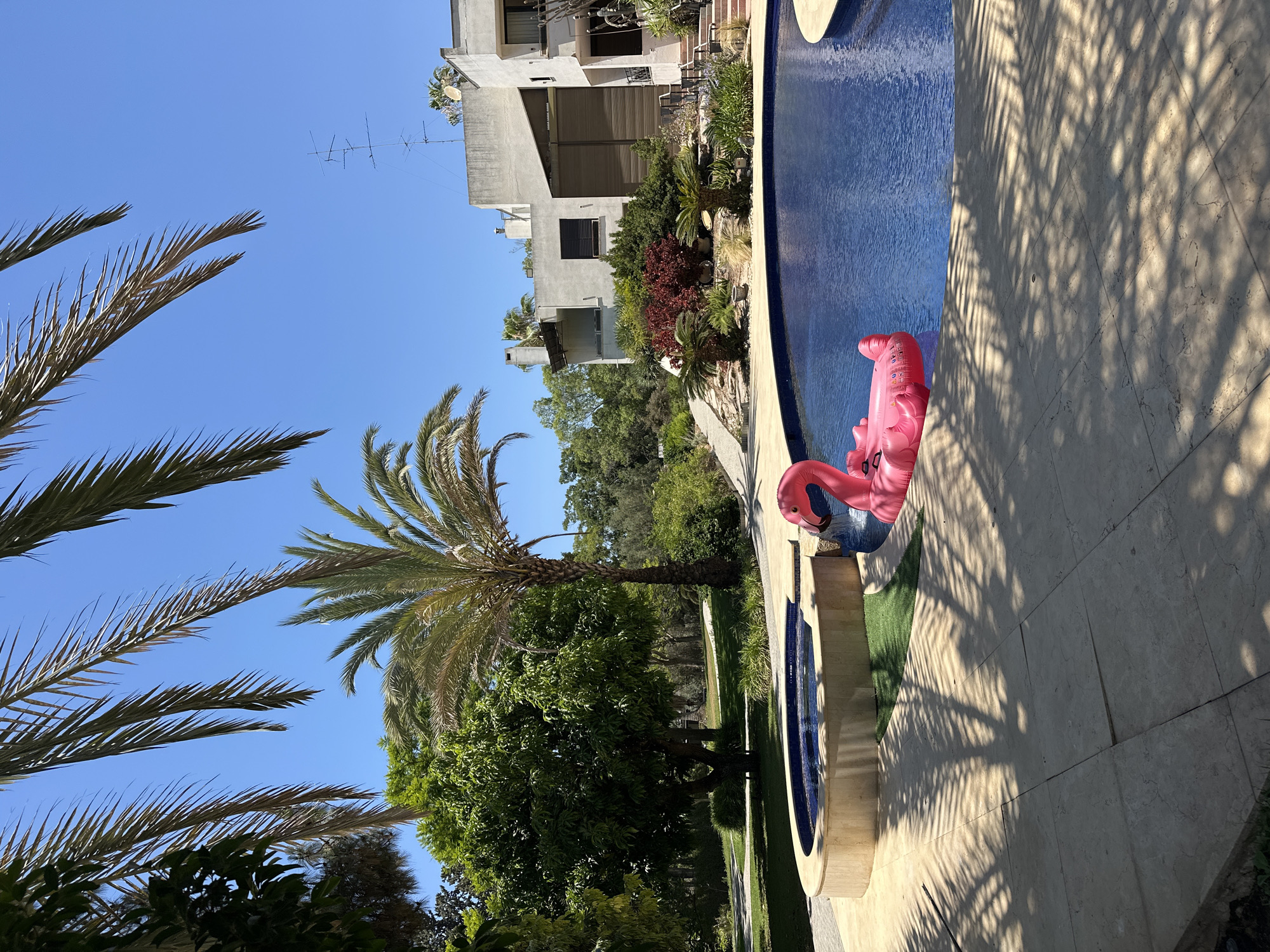 The image depicts a sun-drenched outdoor scene at a residential property in Savyon, Israel, likely during daylight hours. In the foreground, a bright pink inflatable flamingo float rests on the surface of a clear blue swimming pool. The pool is surrounded by light-colored tiled paving, on which palm frond shadows are cast. To the left of the pool, a circular raised spa with blue tiled interior is visible.
Beyond the pool area, lush green foliage and palm trees dominate the landscape, interspersed with mature trees and bushes. In the background, a multi-story modern house with a pale facade and large windows is situated on a slight incline. The sky is a clear, bright blue. The overall impression is one of a luxurious and tranquil private residence.