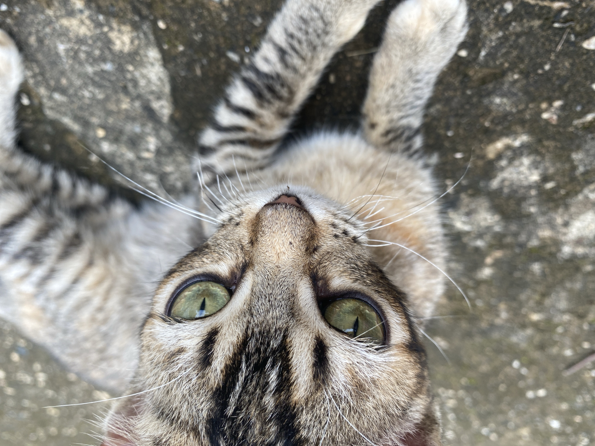 A close-up, high-angle shot captures a tabby cat lying on its back or side on a rough, grey concrete or stone surface in Tinaquillo, Venezuela. The cat's face is the primary focus, with its piercing green eyes looking directly upwards at the camera. Its pupils are slit, indicating bright natural daylight. Long, prominent white whiskers spread out from its muzzle. The cat has distinctive dark tabby stripes around its eyes and nose, and lighter patterned fur on its body and paws, some of which are visible curled in the background. The concrete ground appears textured and slightly mottled. The overall impression is one of curiosity or playful engagement from the cat. No text is visible in the image.