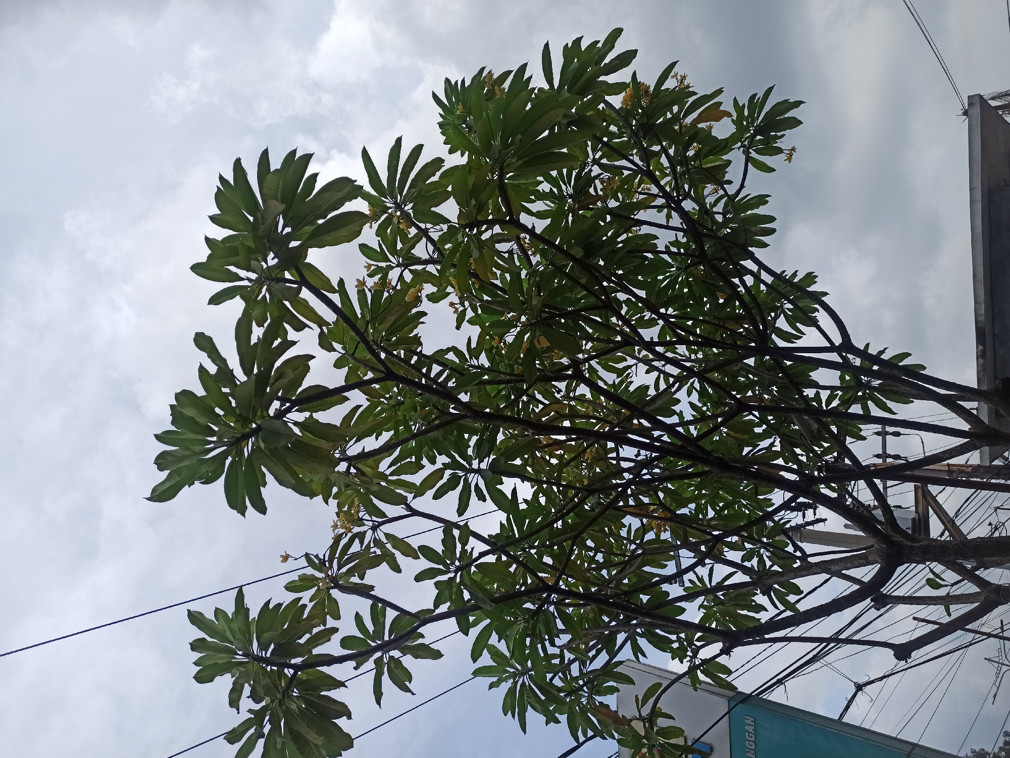 A low-angle, medium shot captures a large frangipani tree with green leaves and small yellow flowers against a cloudy sky. The tree's branches are dark and angular, crisscrossing in the foreground. In the background, visible on the left, is the corner of a building with teal-colored siding and white text that partially reads "NGGAN," possibly part of a sign. Overhead, a network of black electrical wires stretches across the frame, with a utility pole and transformer visible behind the tree. The scene is set in a city environment, with the building and electrical infrastructure indicating an urban setting. The cloudy sky suggests overcast weather. The overall impression is of a typical street scene in a tropical city.